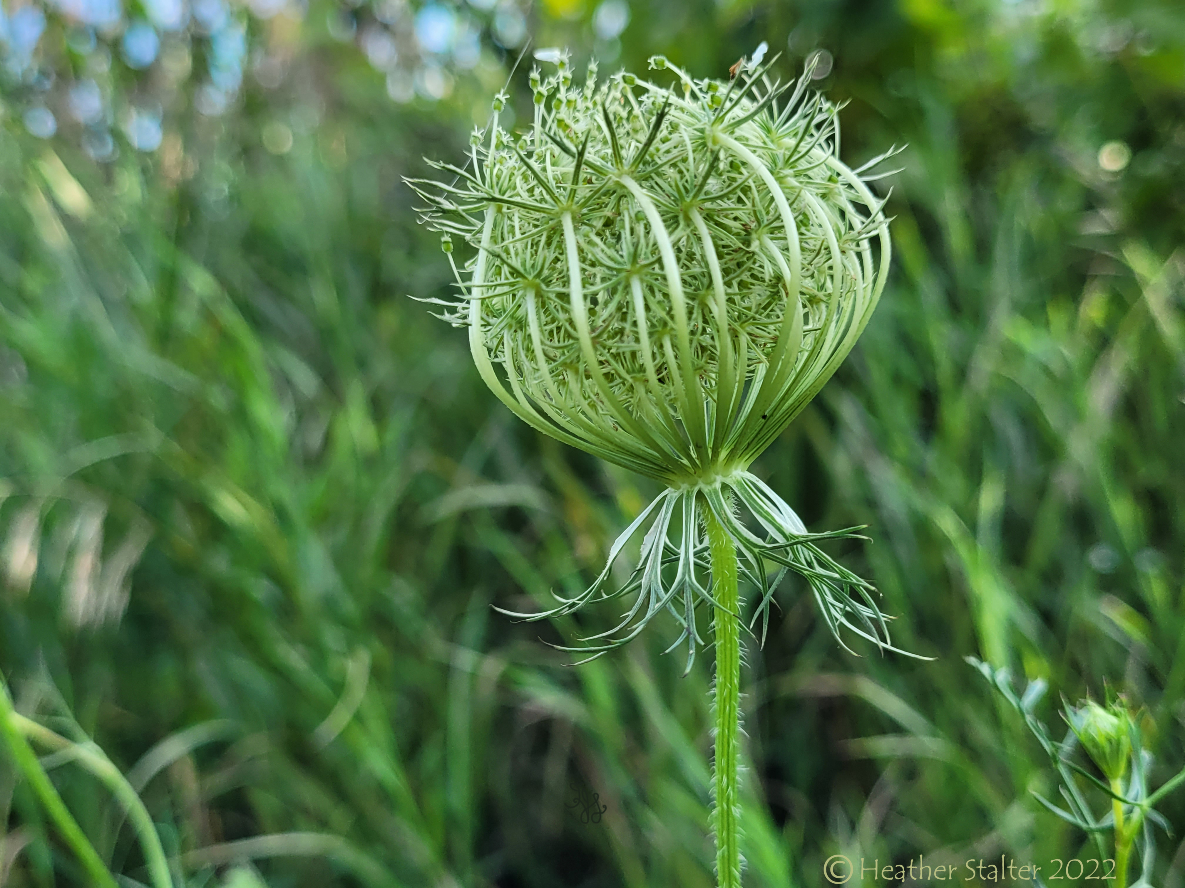Queen Anne's lace not quite opened