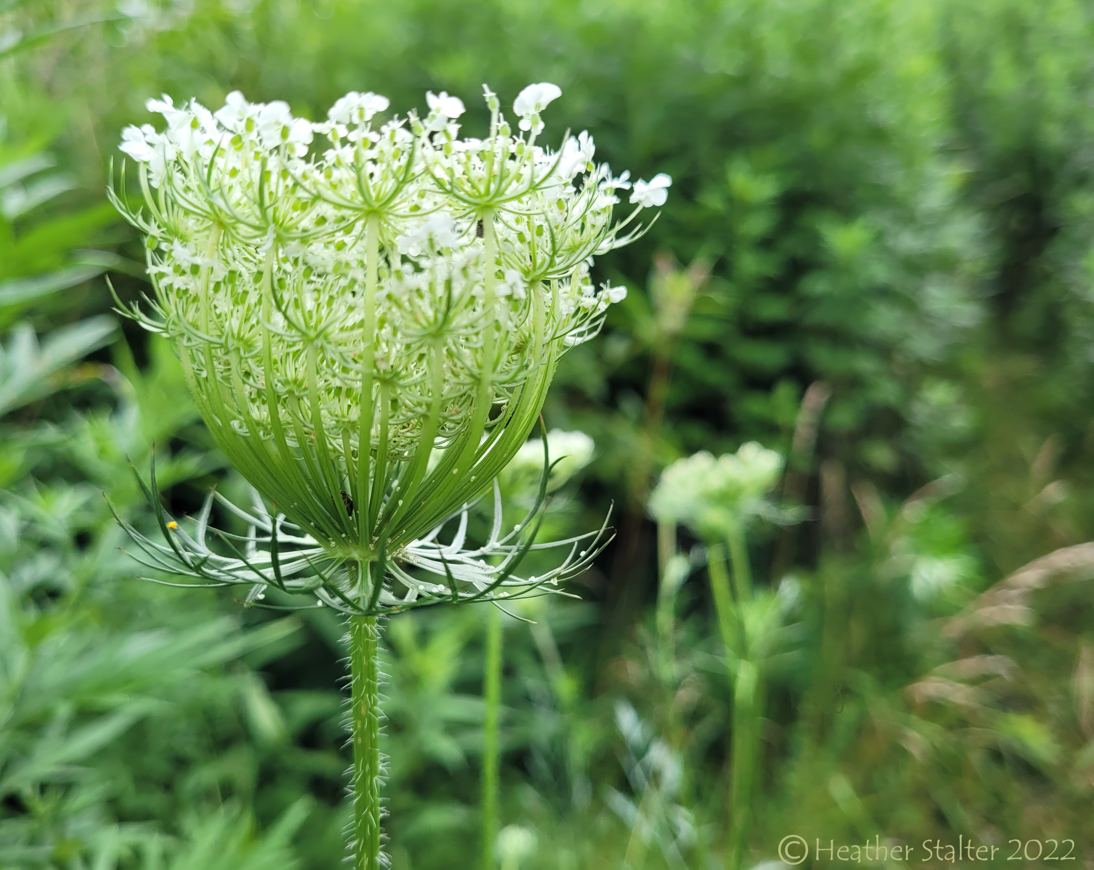Queen Anne's lace just starting to open up