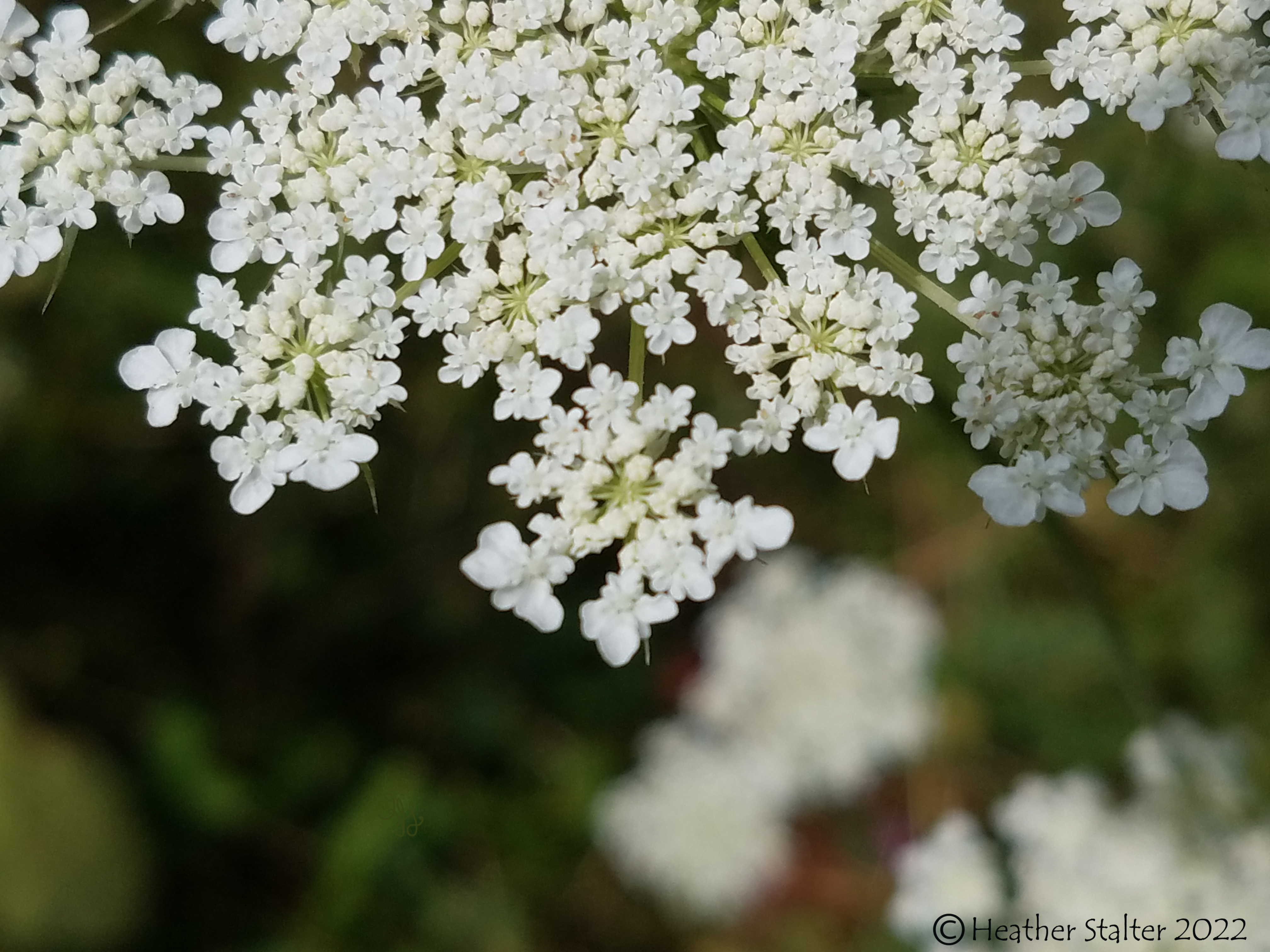 close up of Queen Anne's lace flowers