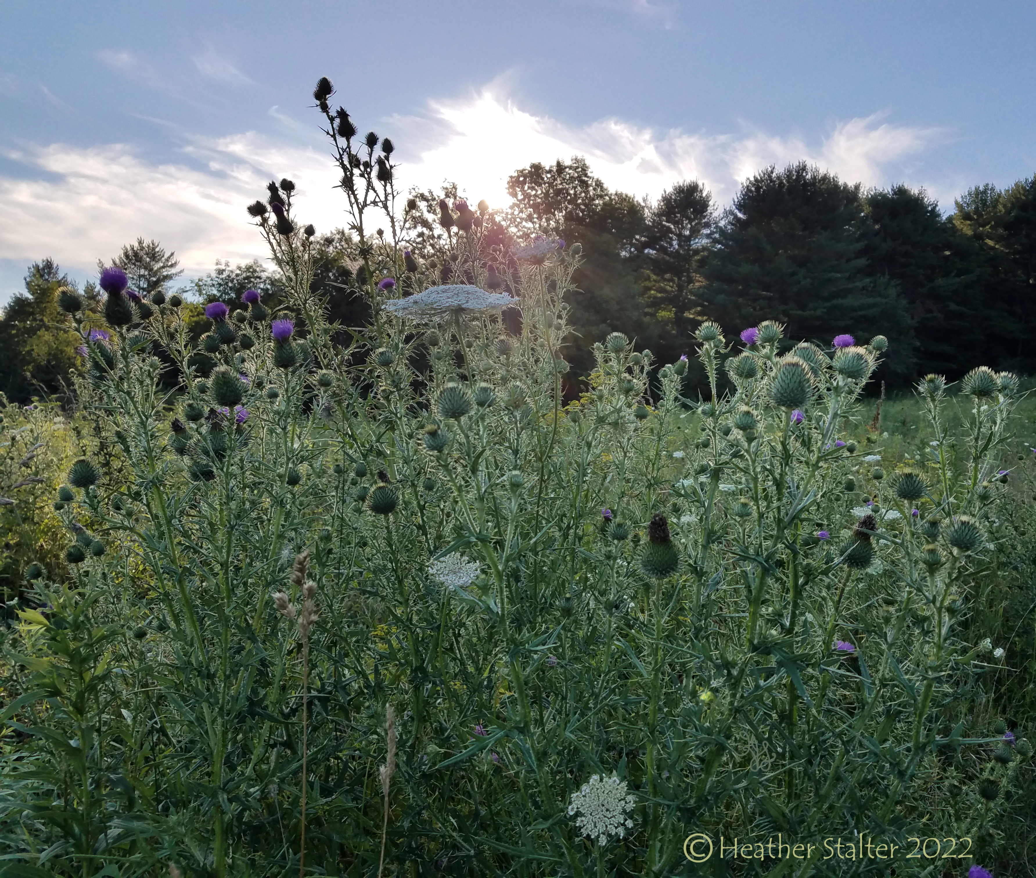 Queen Anne's lace flowers with other plants in silhouette against a tree filled hill, blue sky and clouds