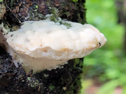 white cheeselike polypore on a tree