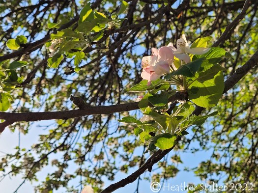 Photos of pink apple tree blossoms