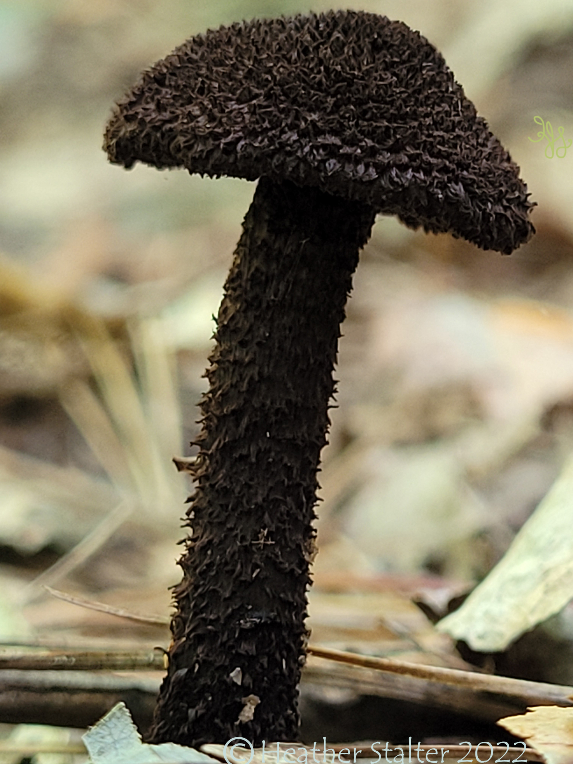 black mushroom