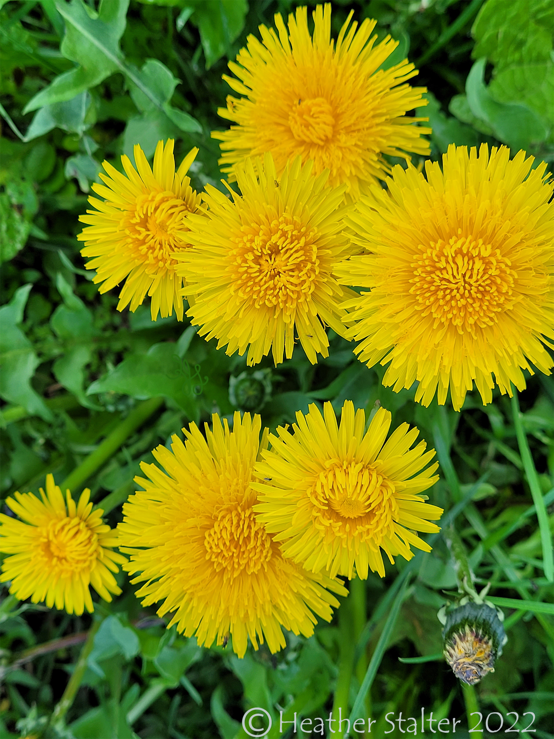 pretty yellow dandelions