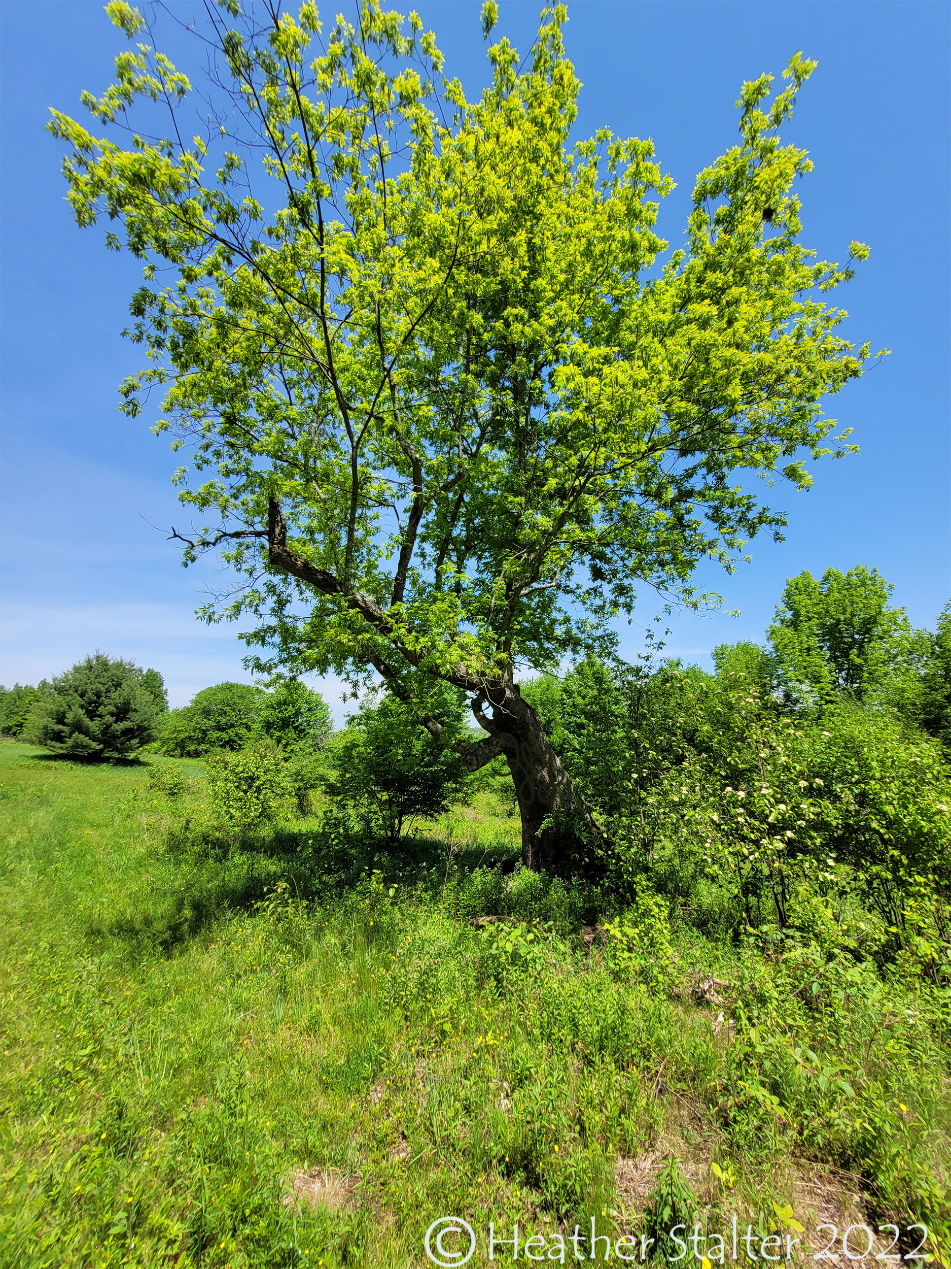 hickory tree in summer against blue sky