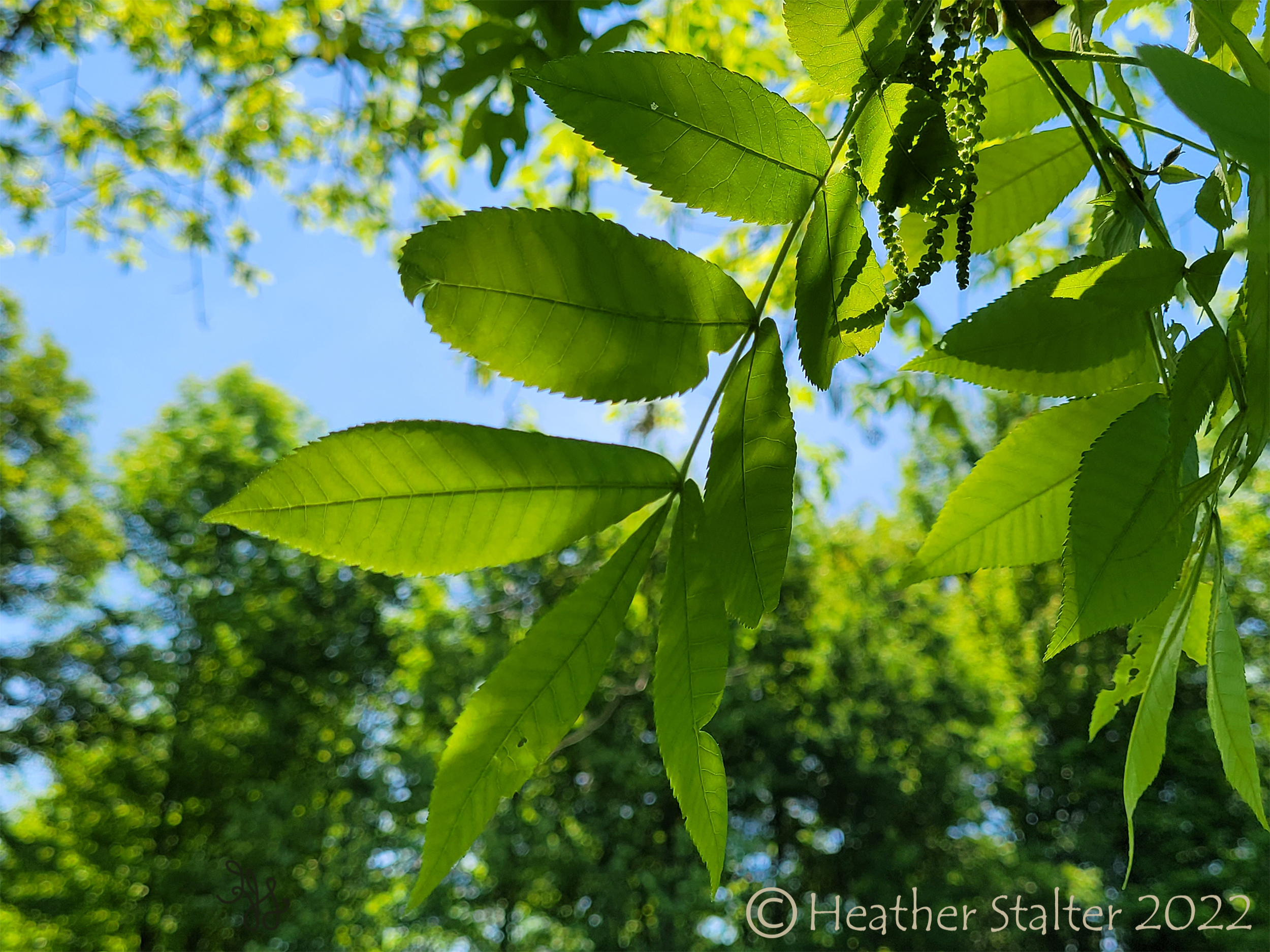 hickory tree leaves