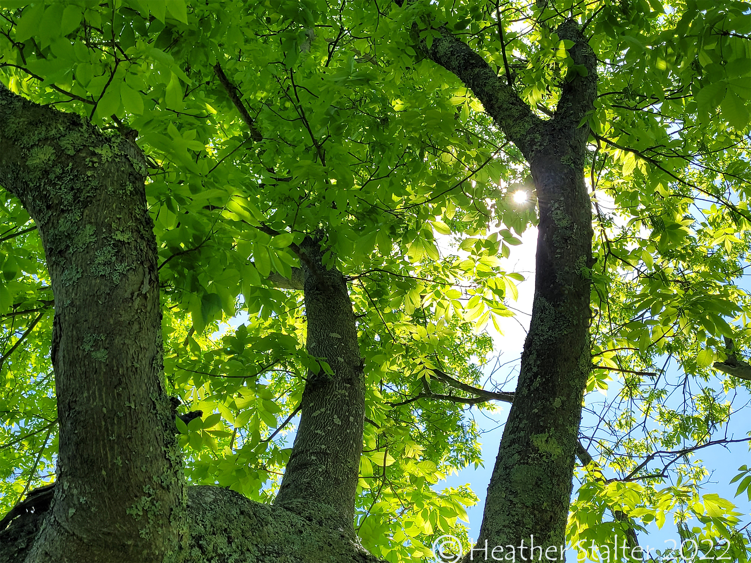hickory tree in summer against blue sky
