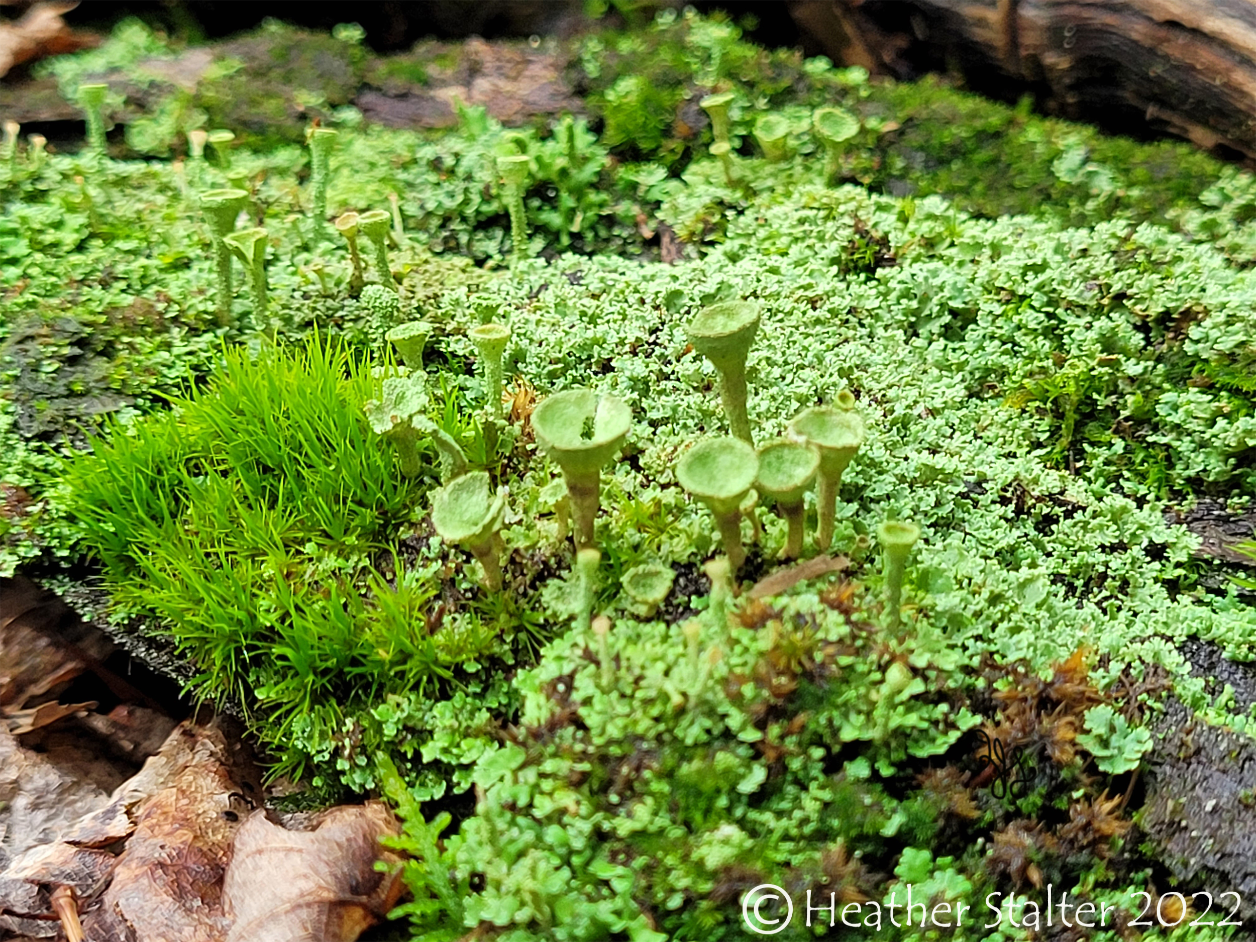 green pixie cup lichen and moss