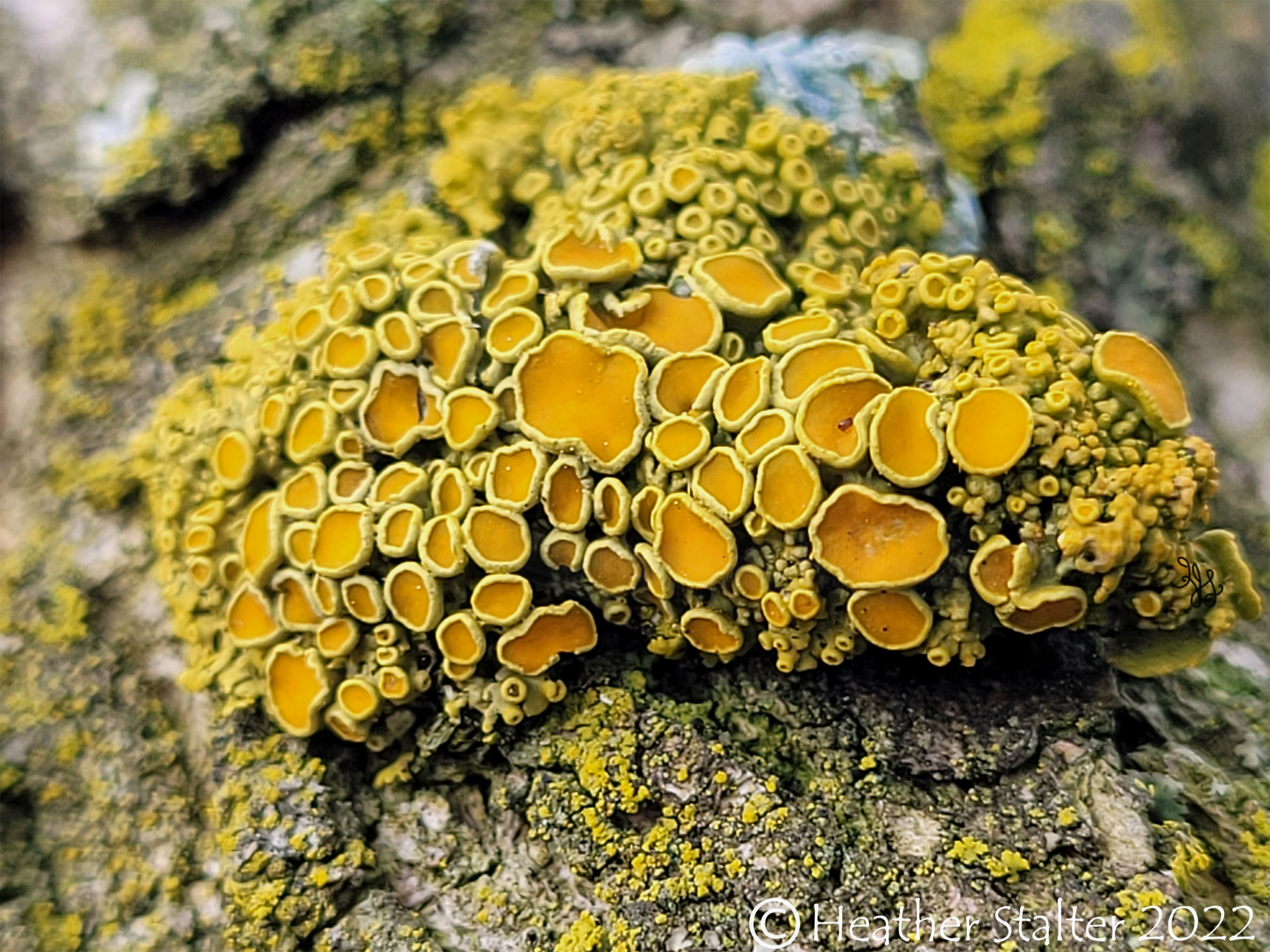 Yellow Cup Lichen closeup