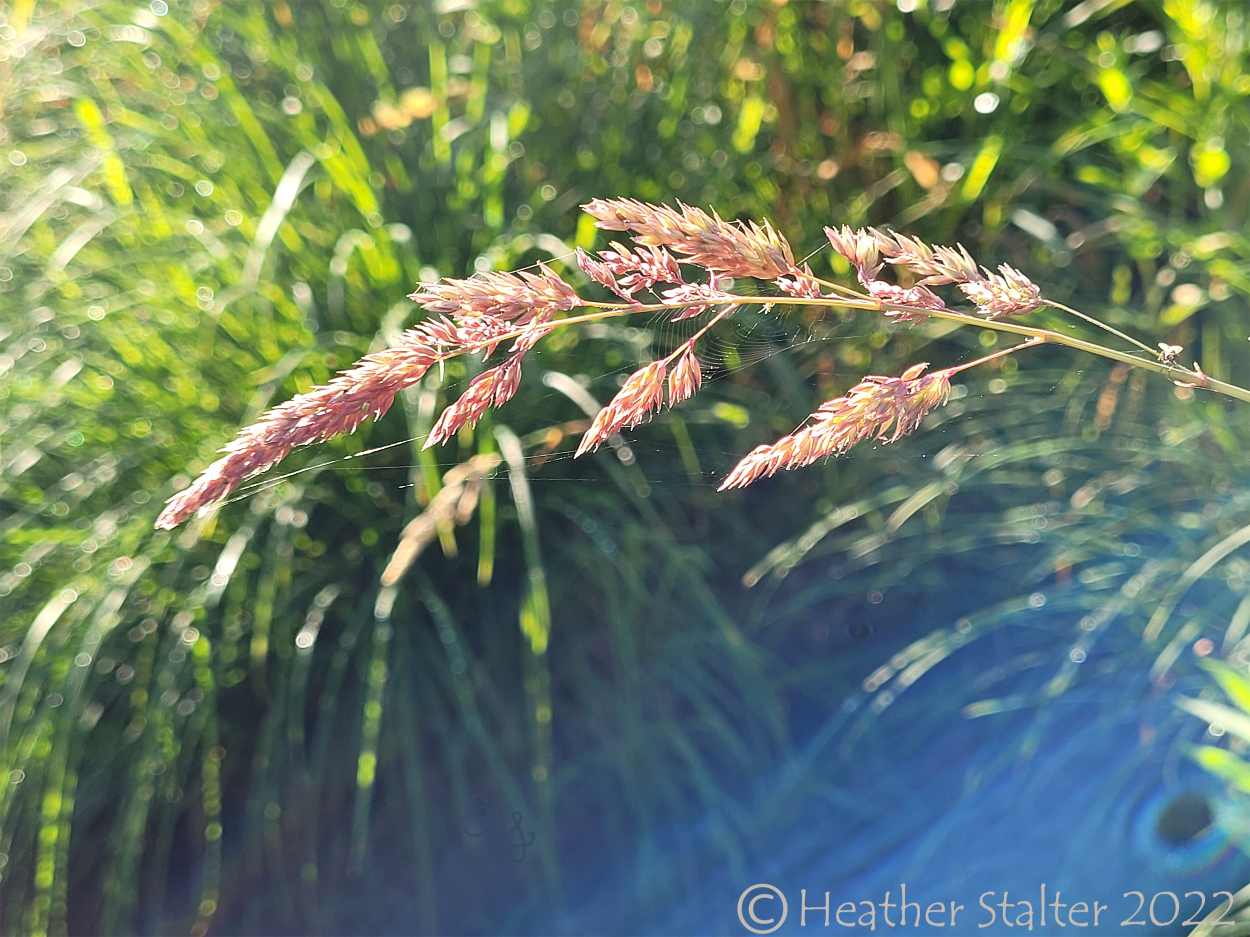 a seed weed in the foreground and tall grass in the background