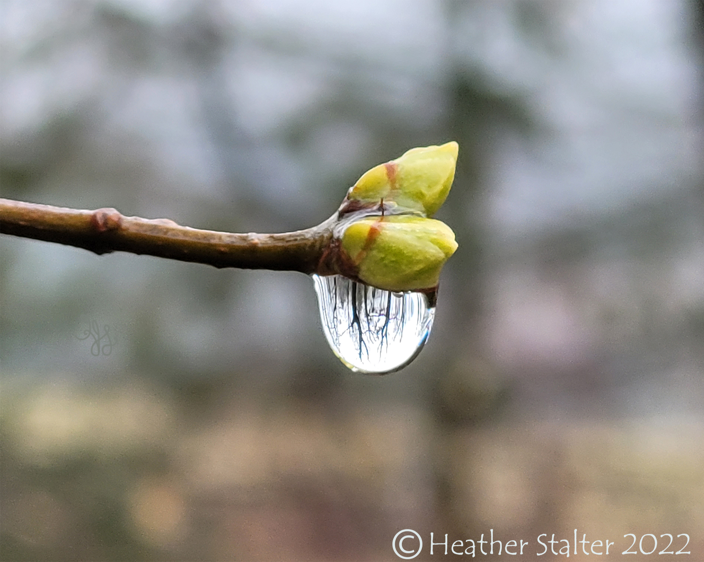 lilac buds with a raindrop that reflects the surrounding trees