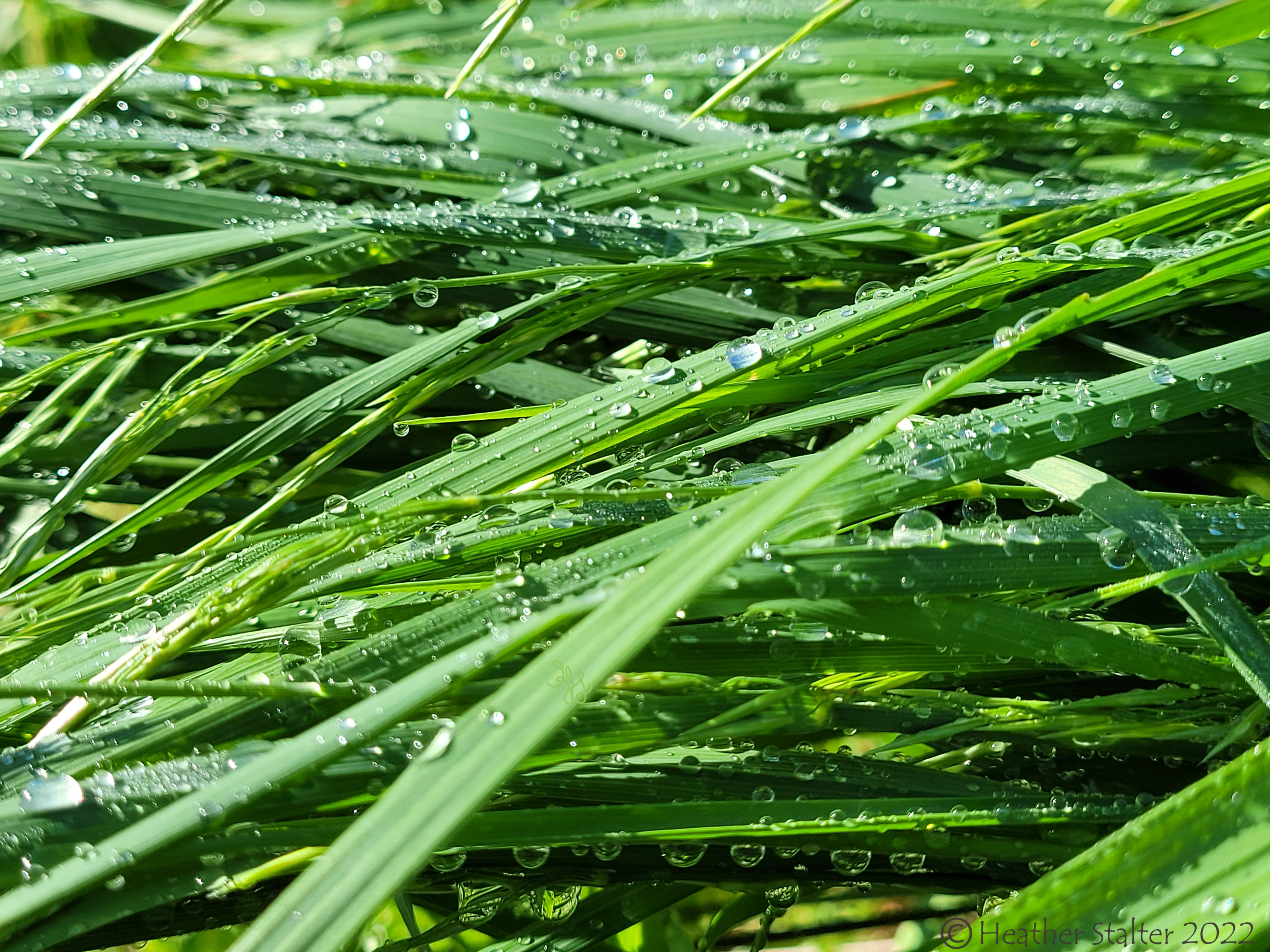 long green grass covered in raindrops