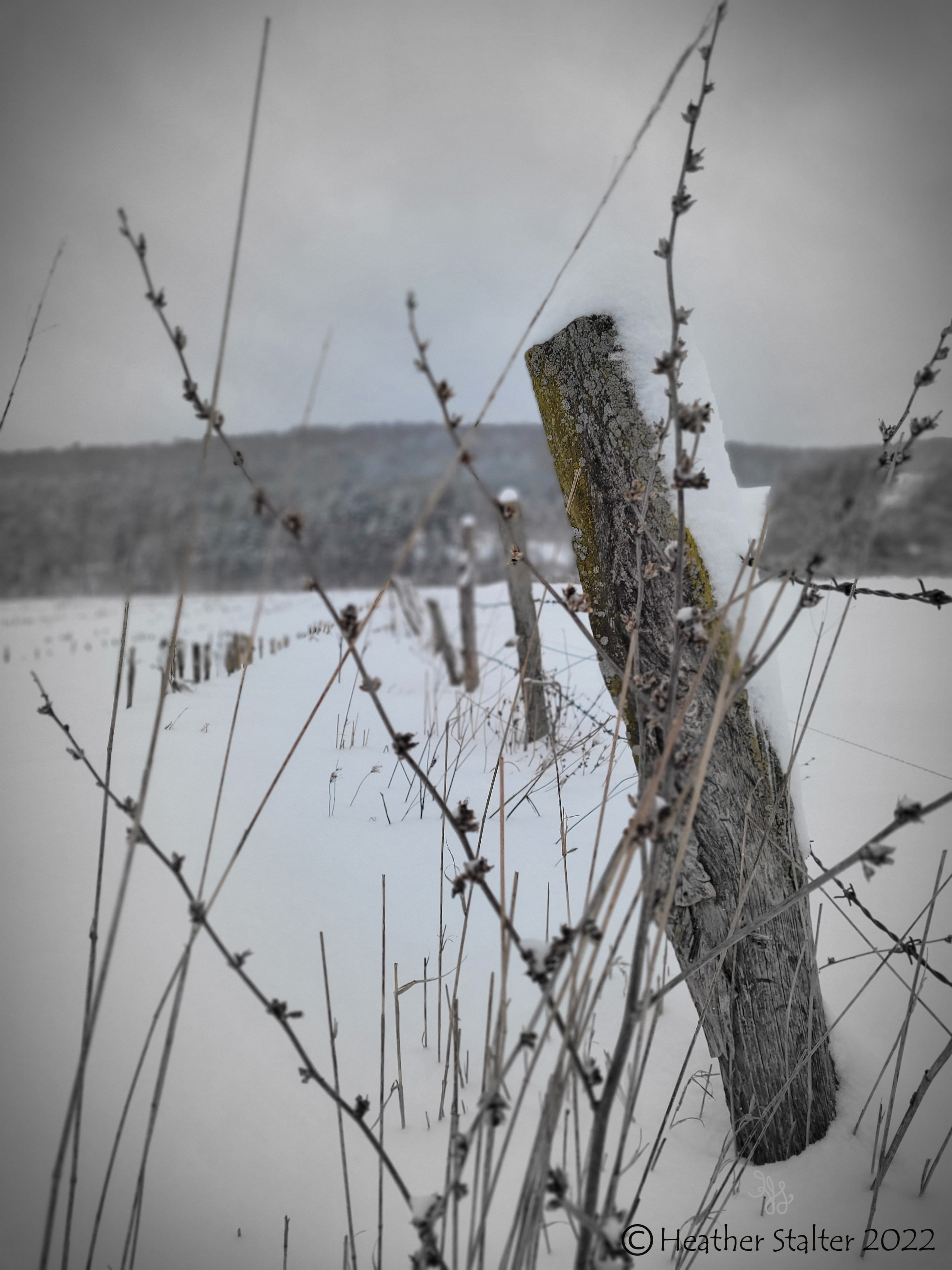 fenceposts, snow, chicory plants, and a hill in the distance