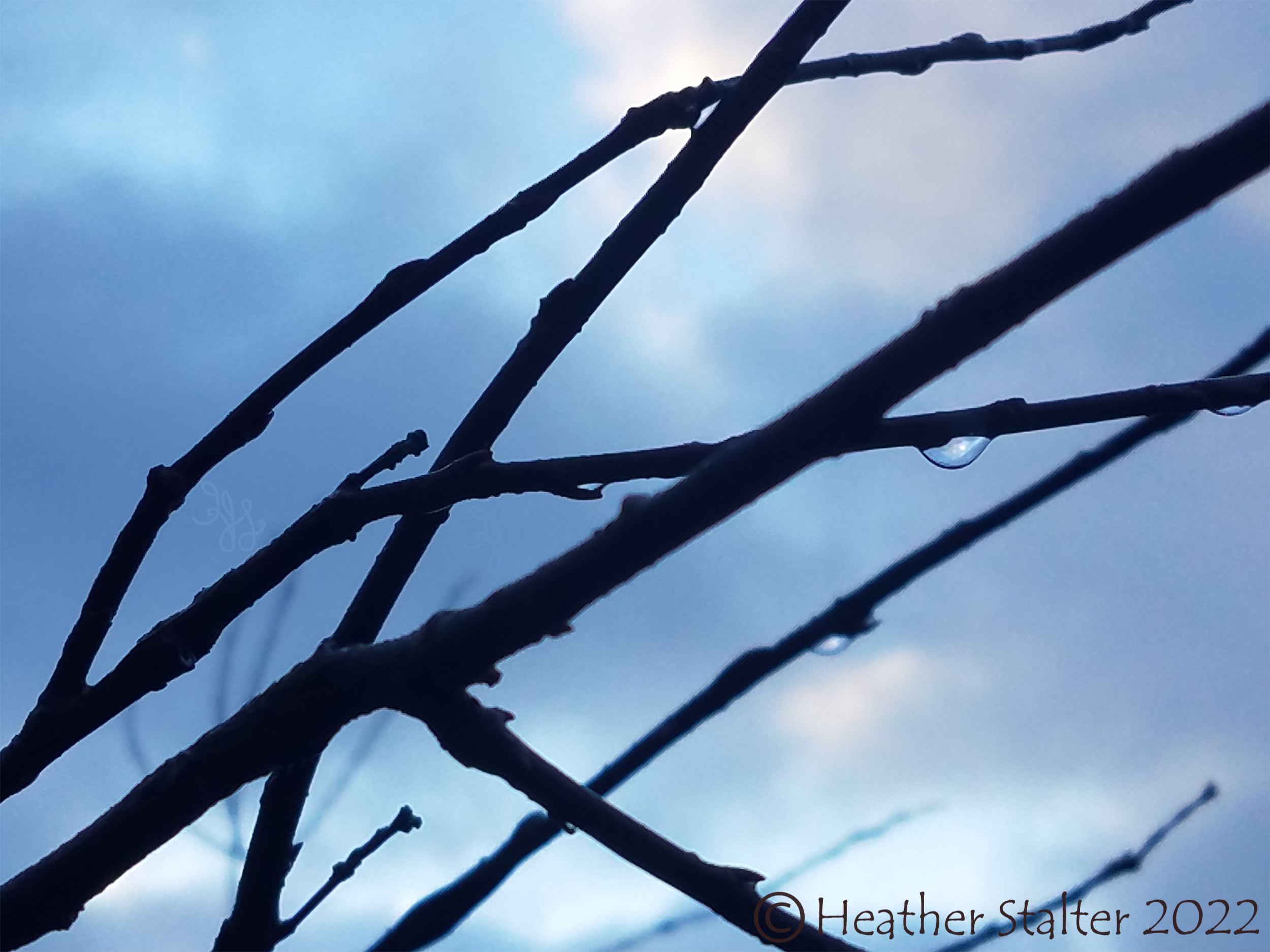 silhouette of branches with raindrops against a bluish cloudy sky