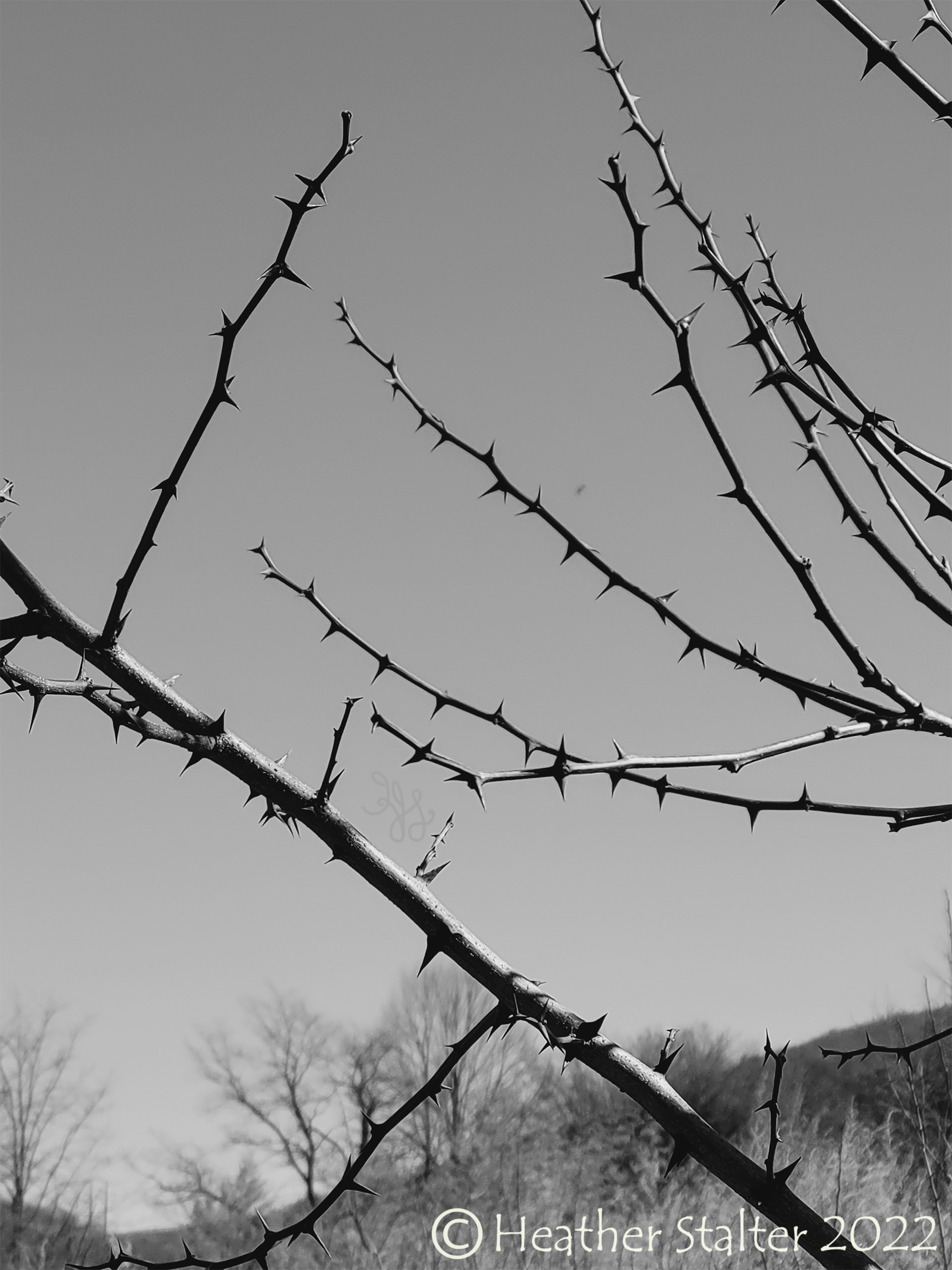 spiky branches of a locust tree against a gray sky