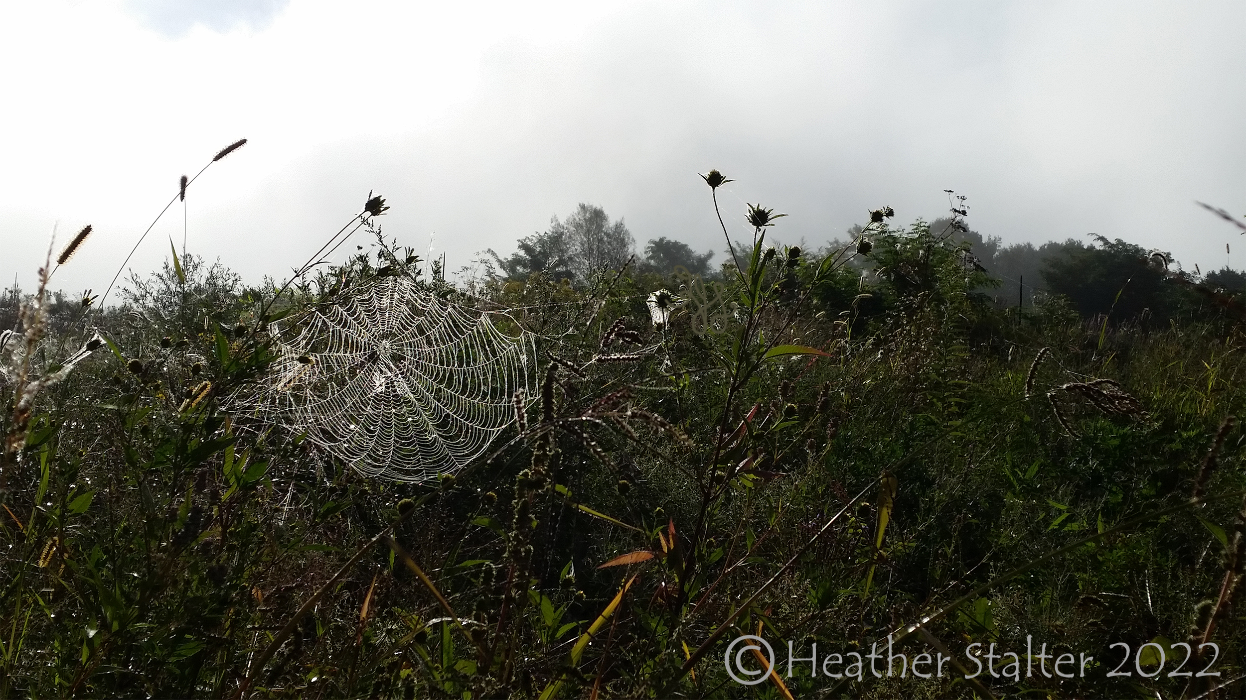 a foggy morning with a dew-covered cobweb dangling between plants