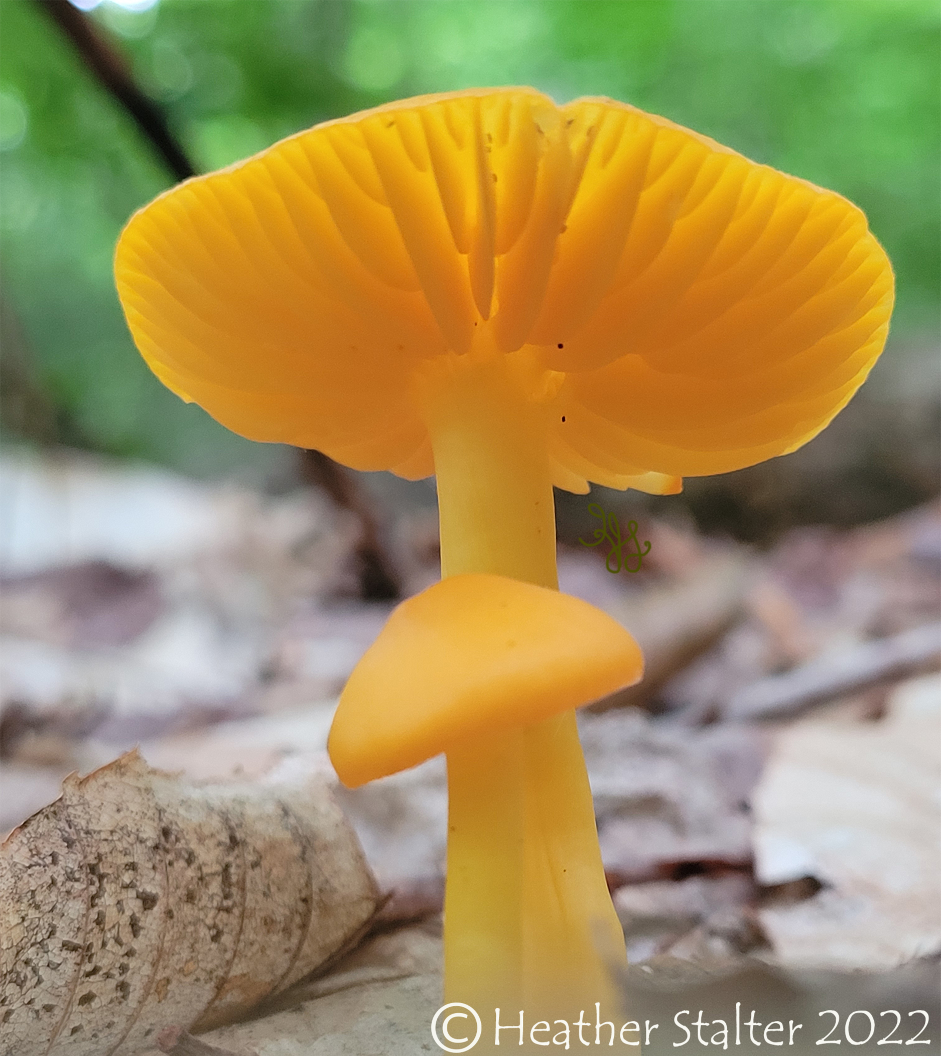delightful orange mushrooms