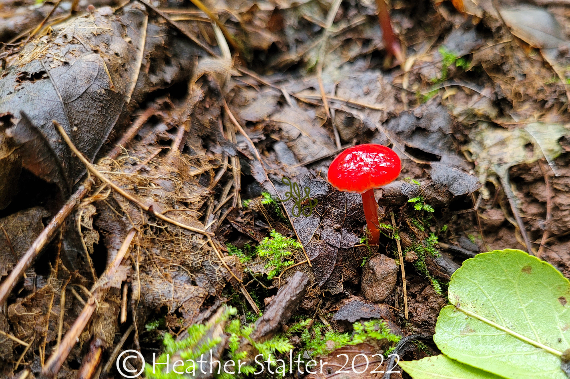tiny red mushroom amongst leaves