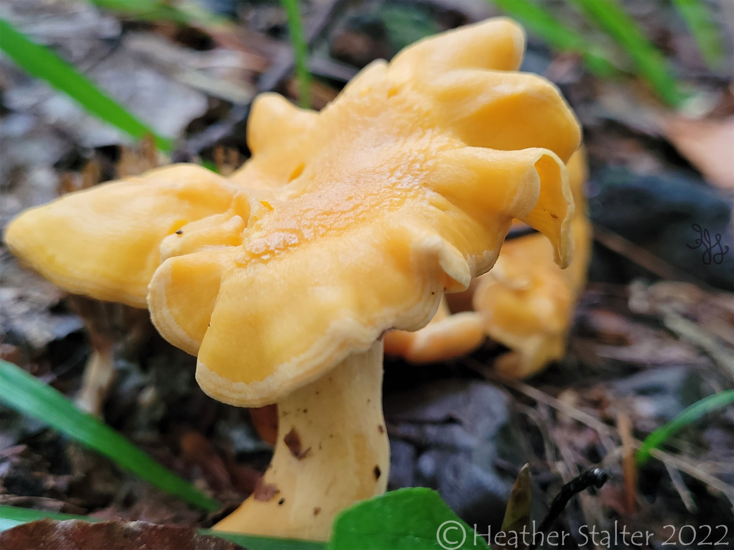 orange frilly mushroom