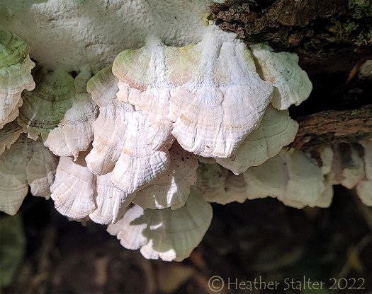 white polypores in sunshine