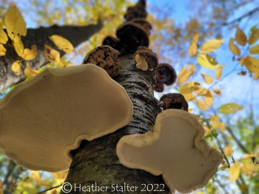 looking at polypores going up a tree