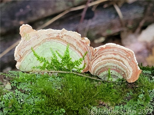 moss growing over polypores