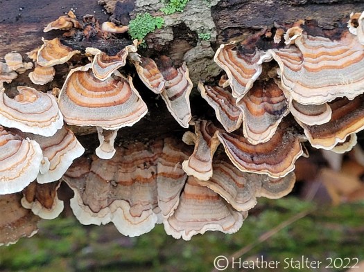 striped polypores on a log