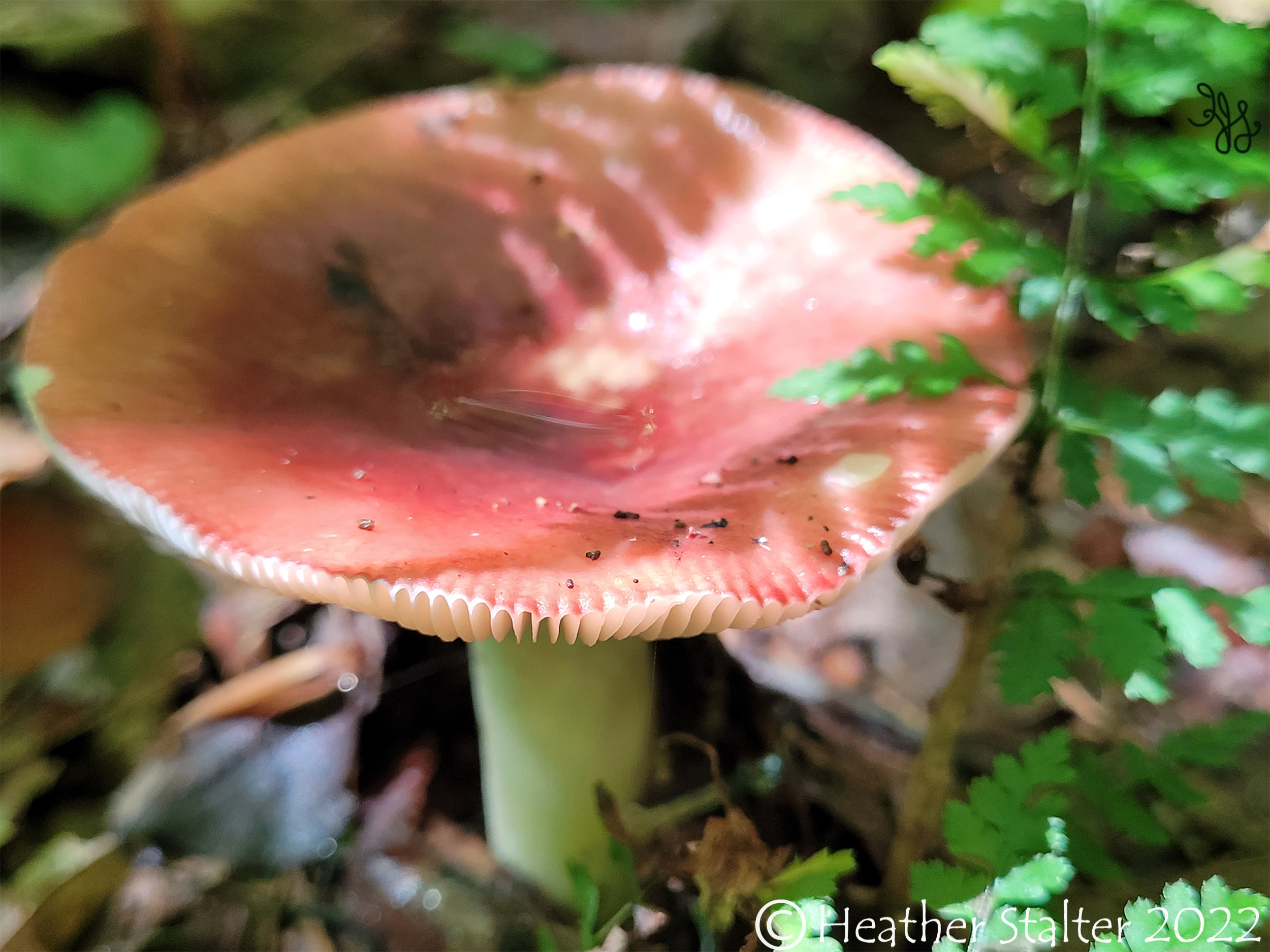 red topped mushroom