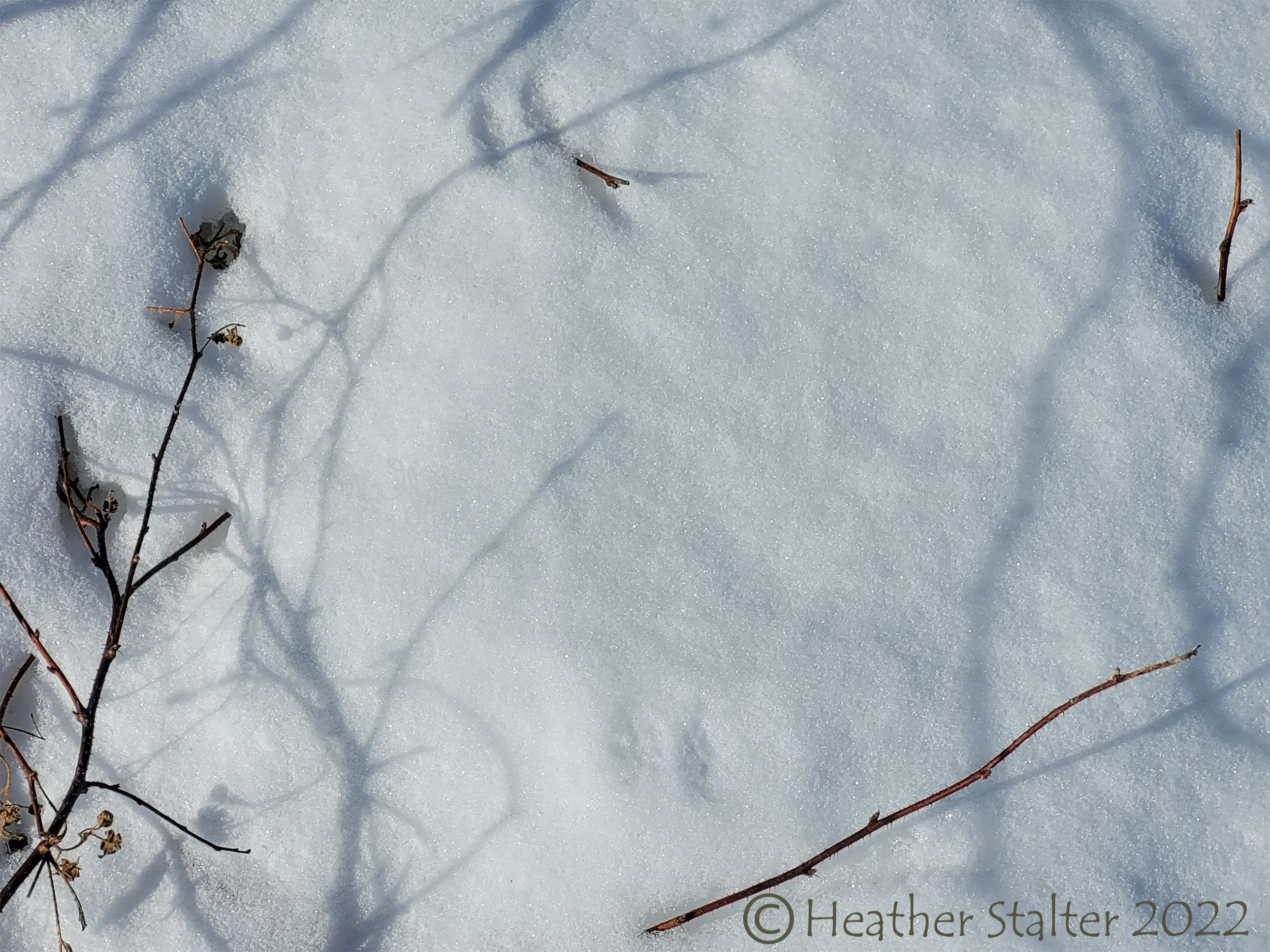 shadow of winter plants on snow