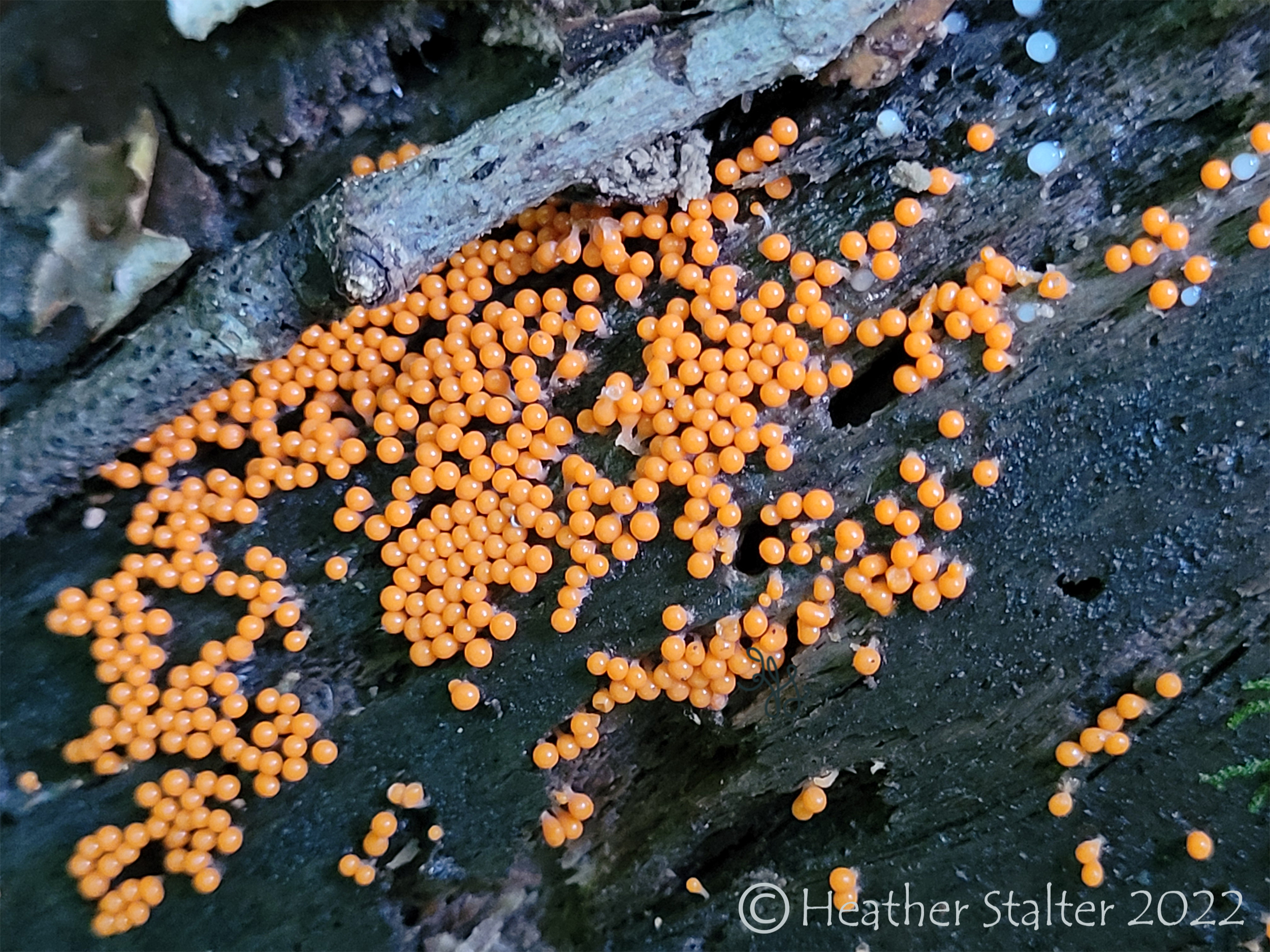 red ball slime mold