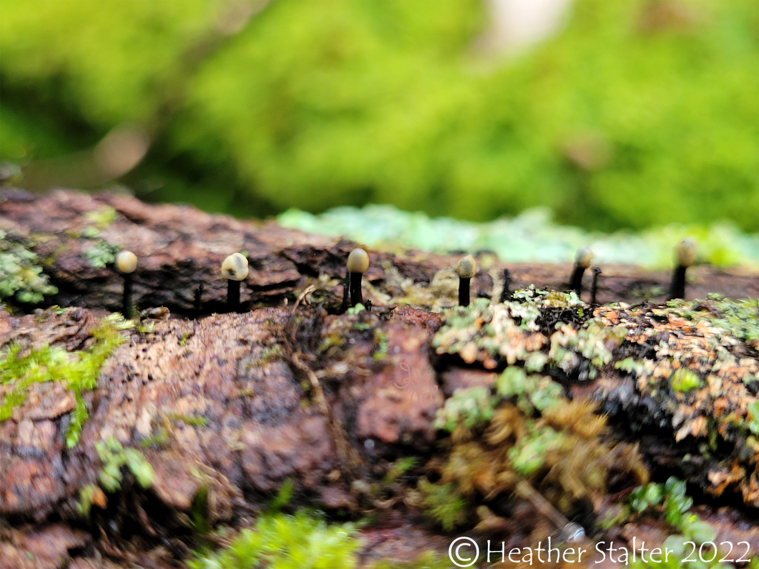 black stalked slime mold with white cap on a log