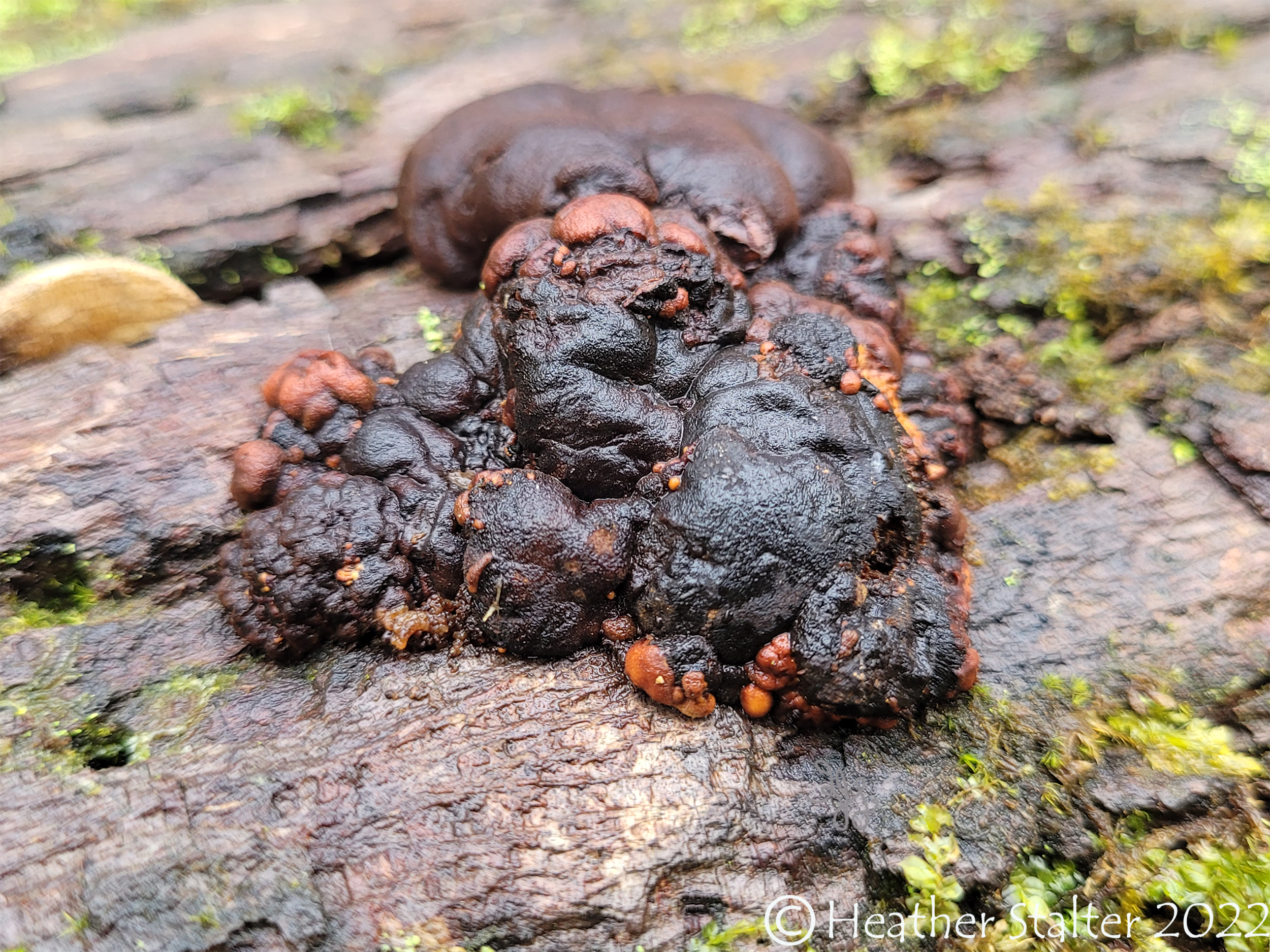 red and black slime mold