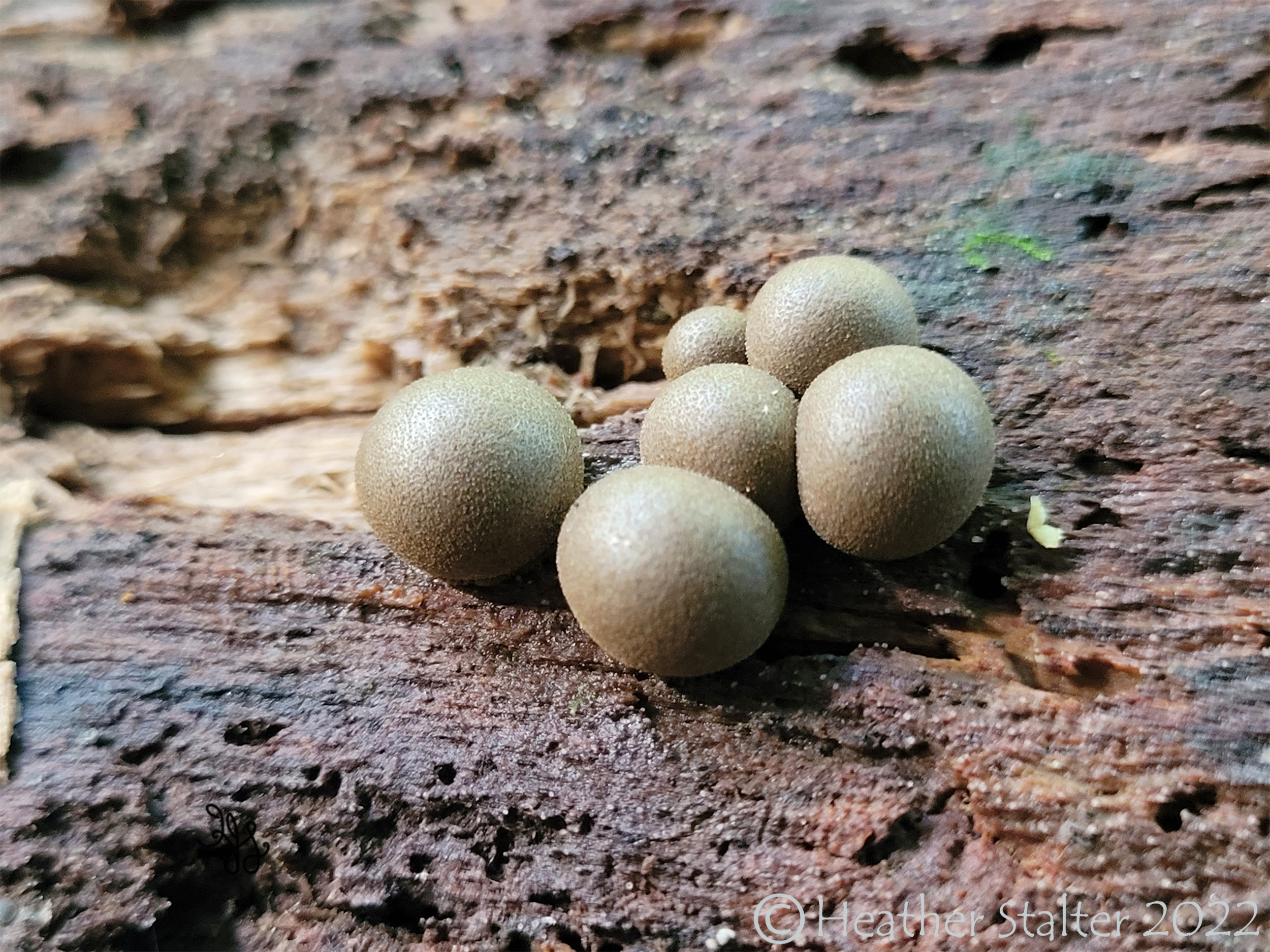 wolfs milk grayish slime mold