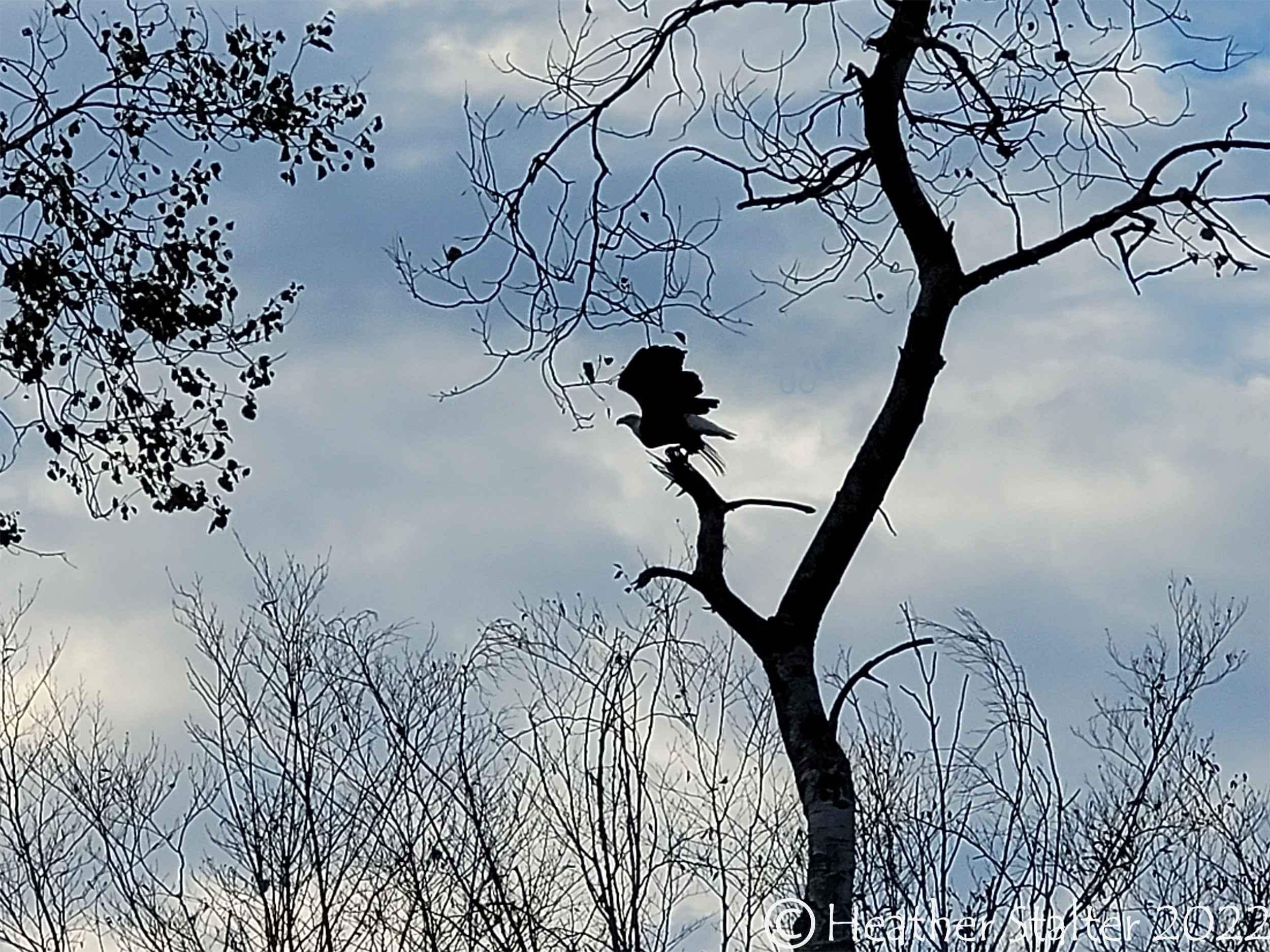 silhouette of an eagle about to take off