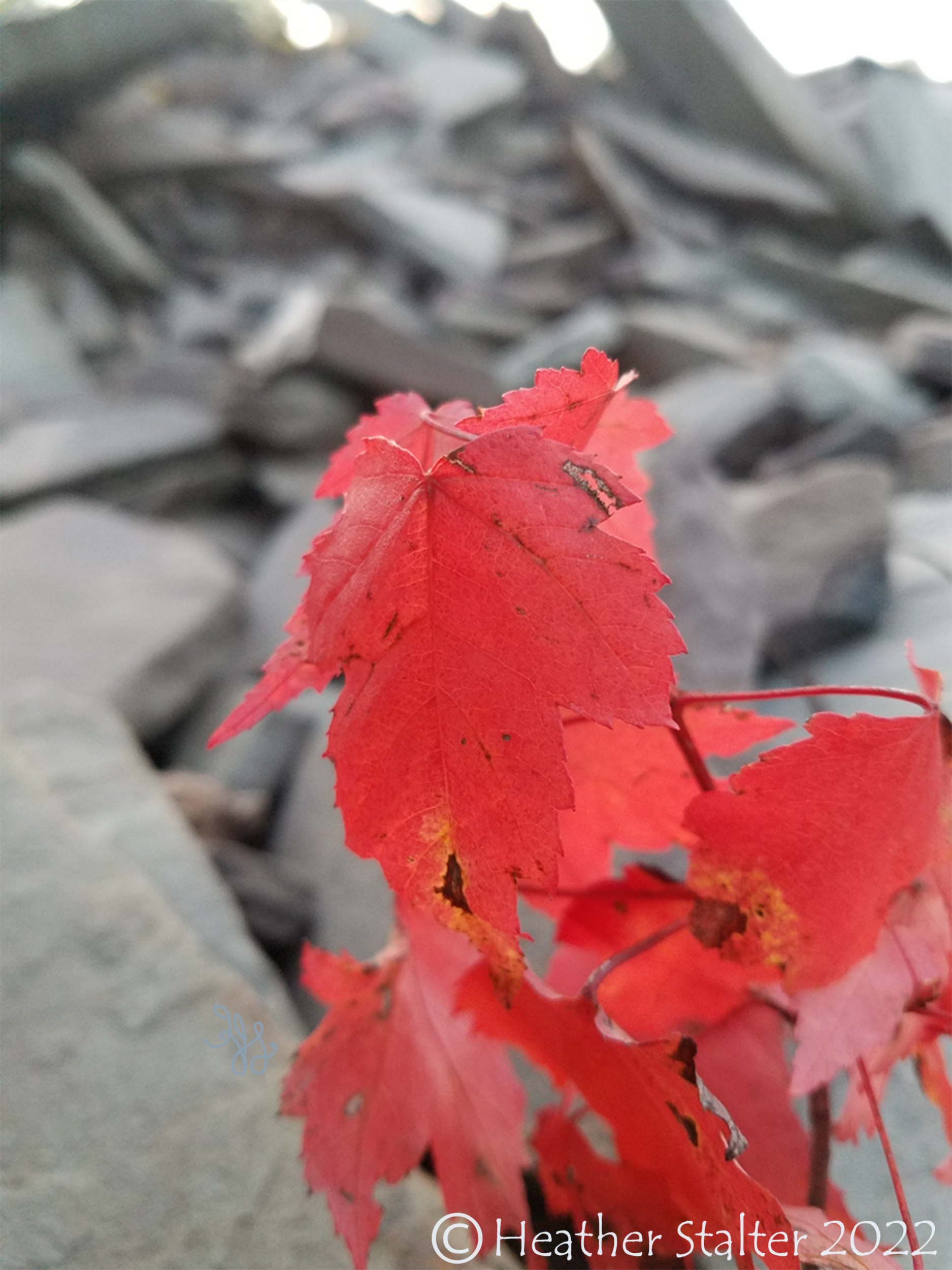 red leaves against a blurry gray stone background