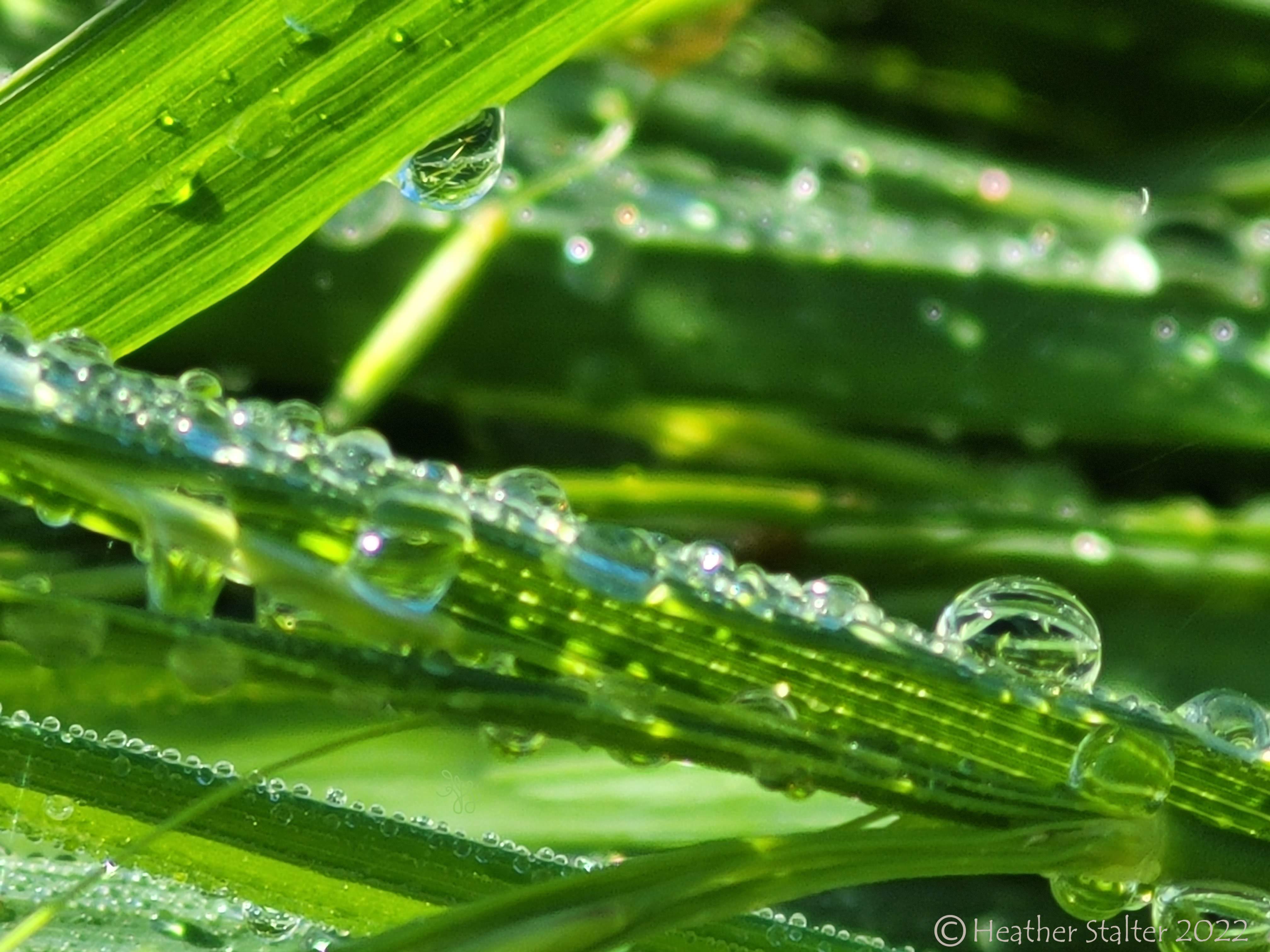closeup of green grass with iridescent raindrops