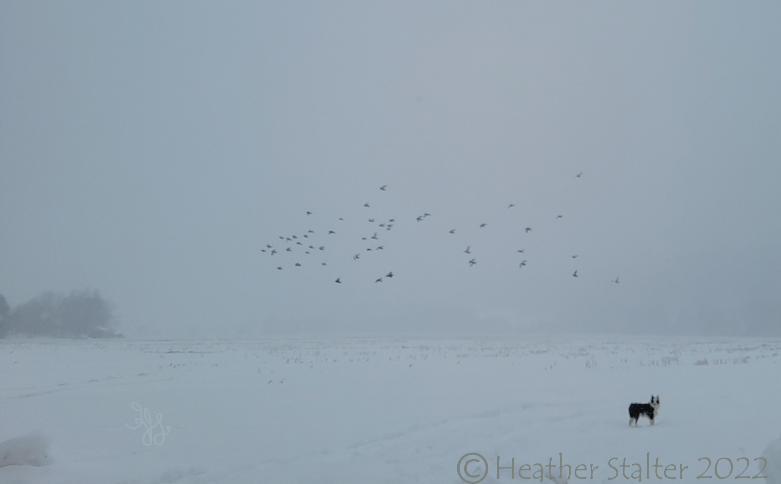 snowy field with dog and birds flyng