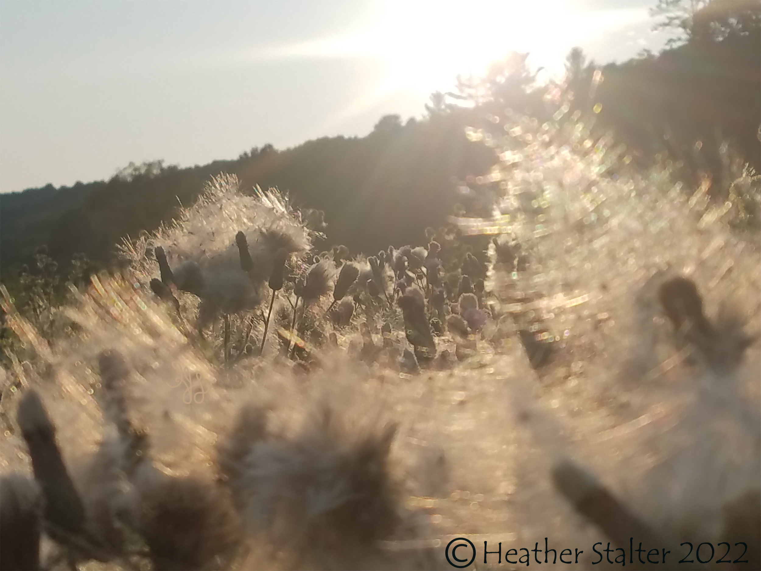 blurry image of thistle seeds