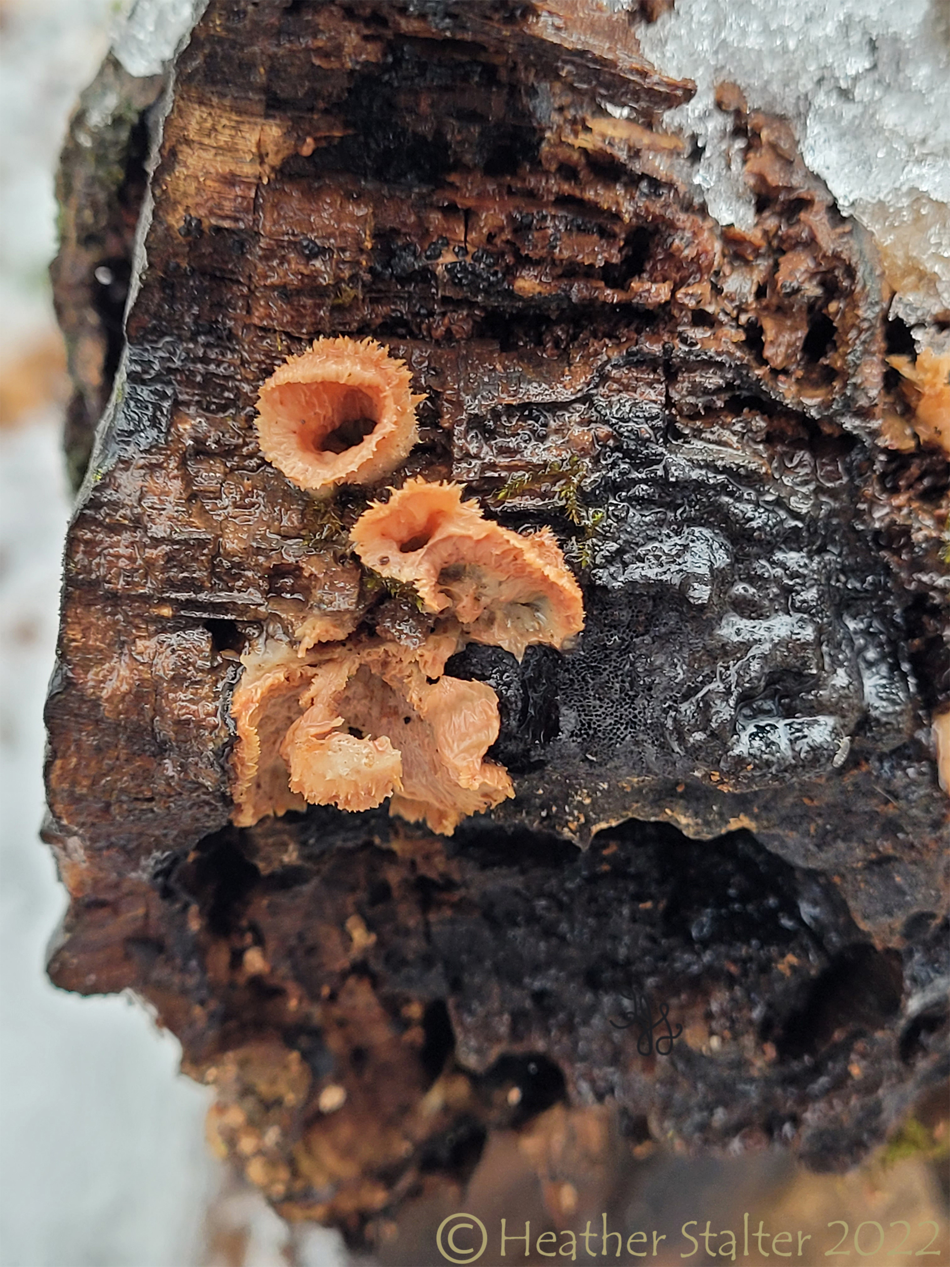 trembling merulius fungi