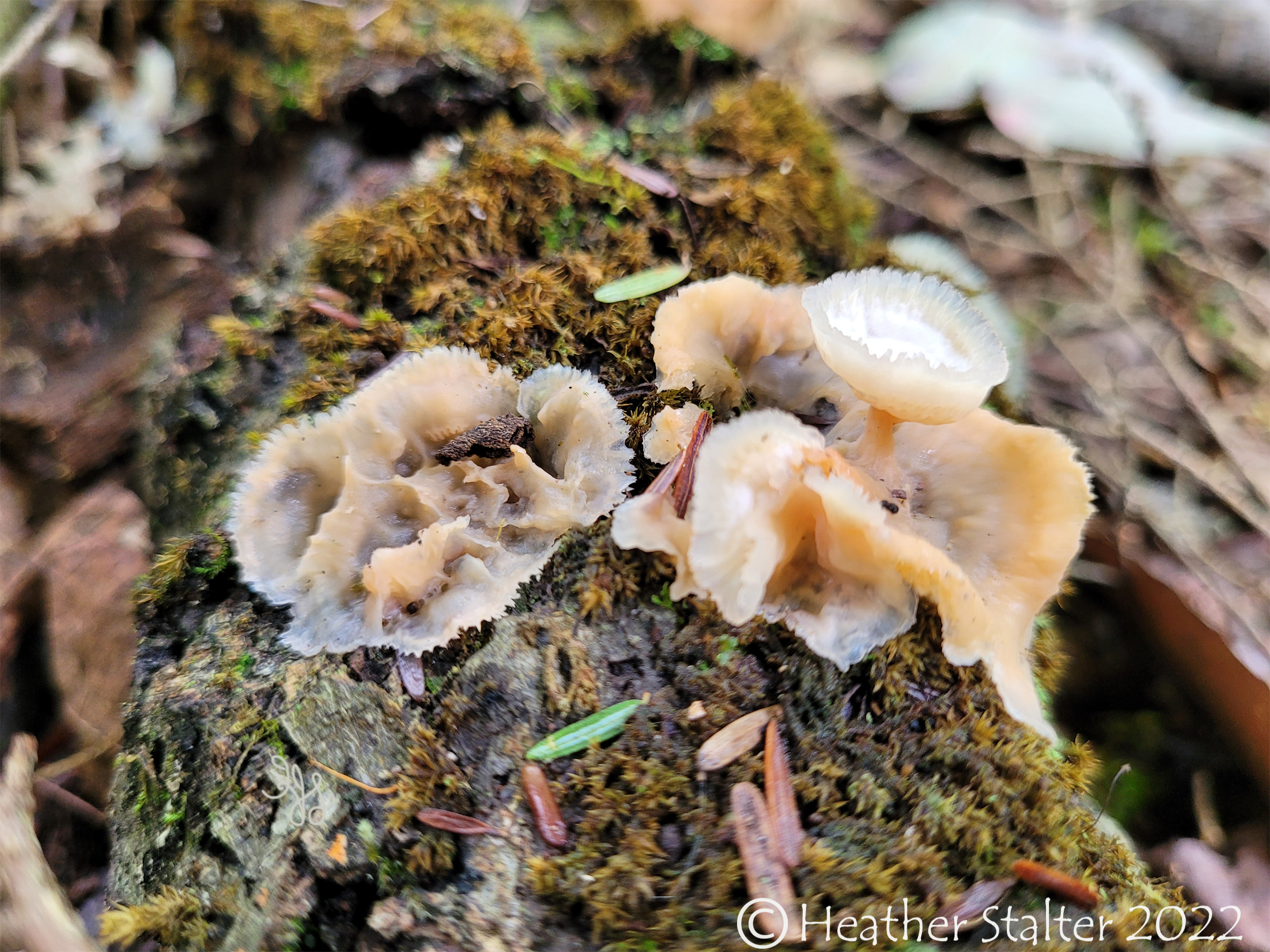 trembling merulius fungi