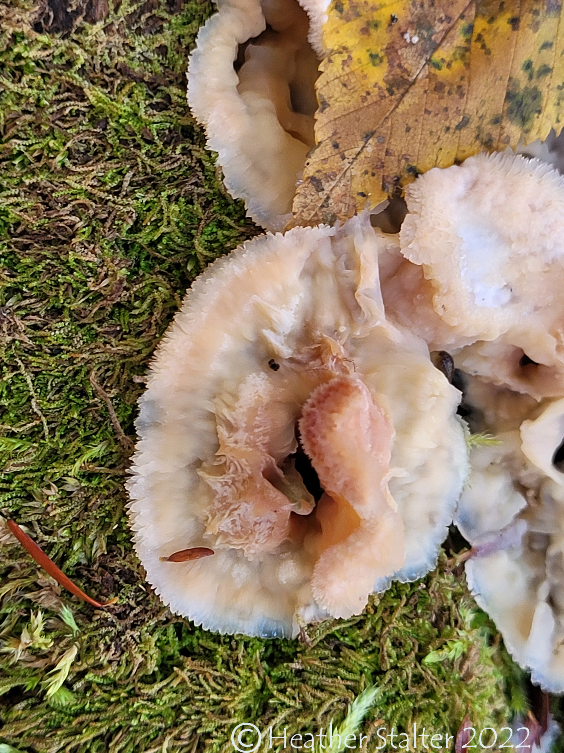 trembling merulius fungi