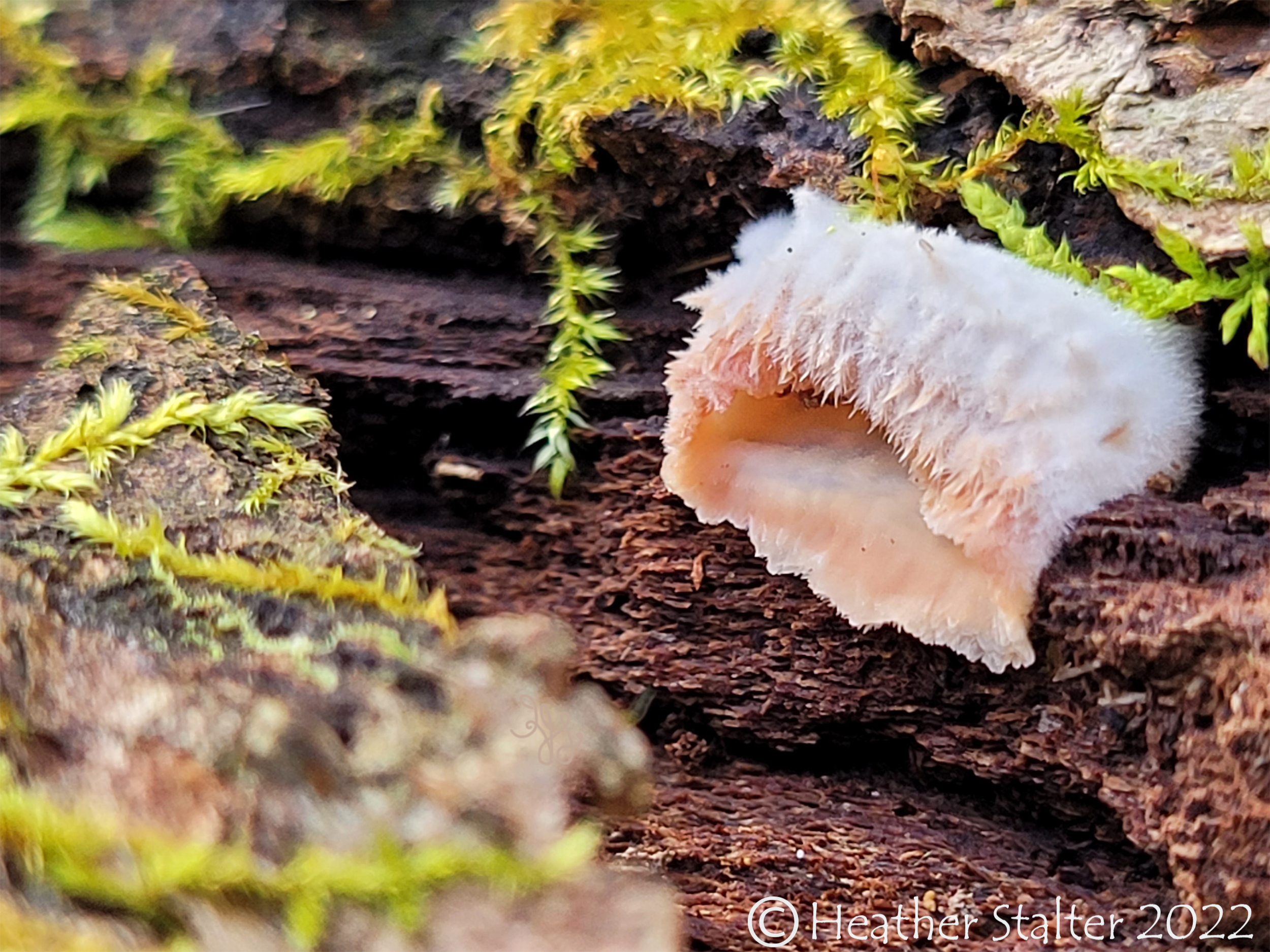 pretty trembling merulius fungi