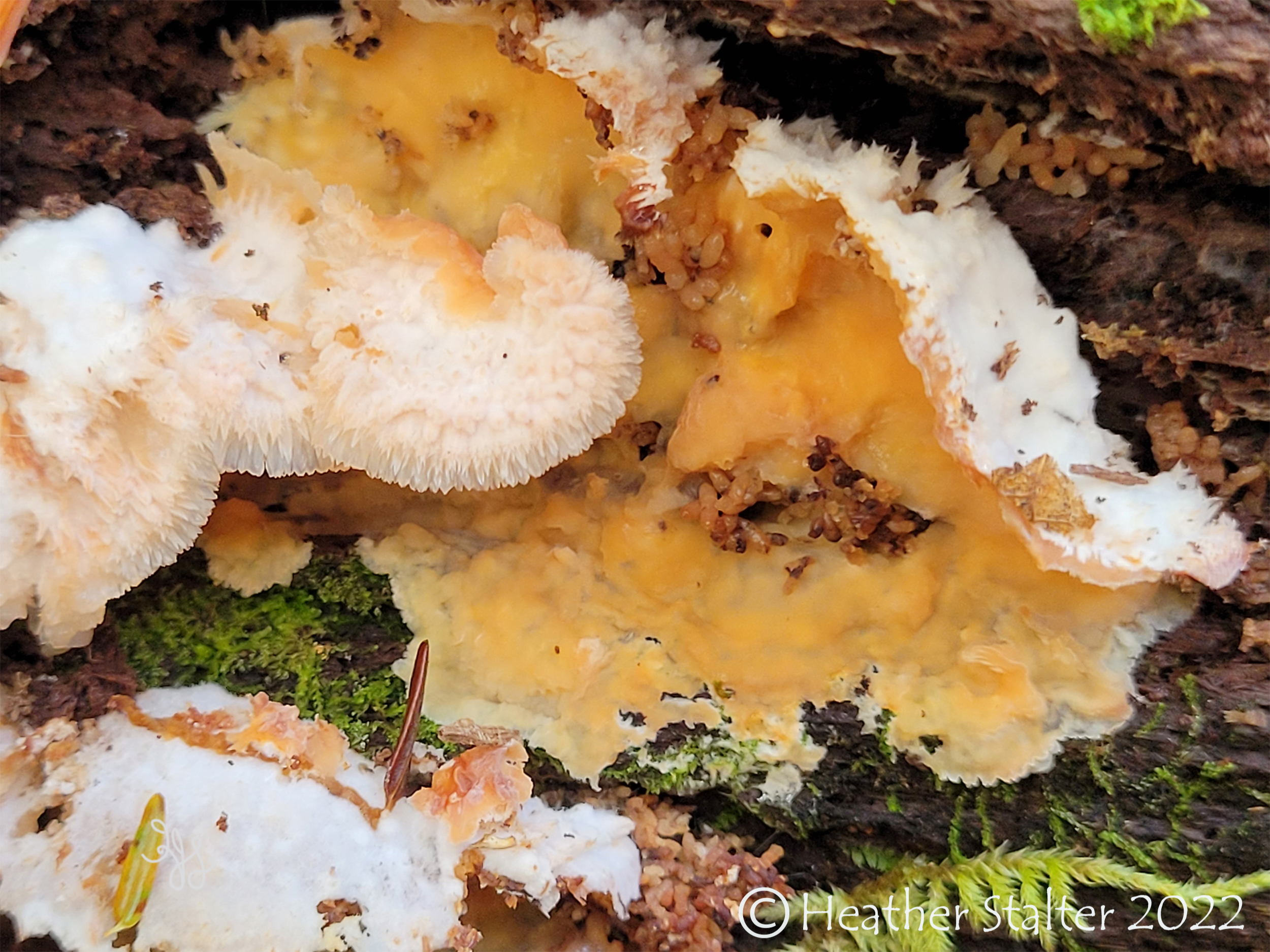 trembling merulius fungi