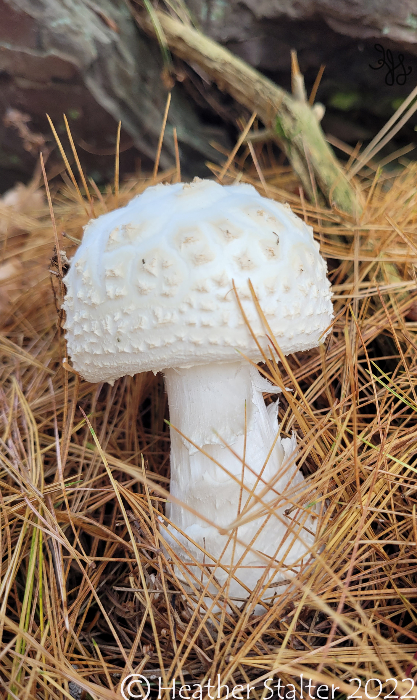 pretty white mushroom in pine needles