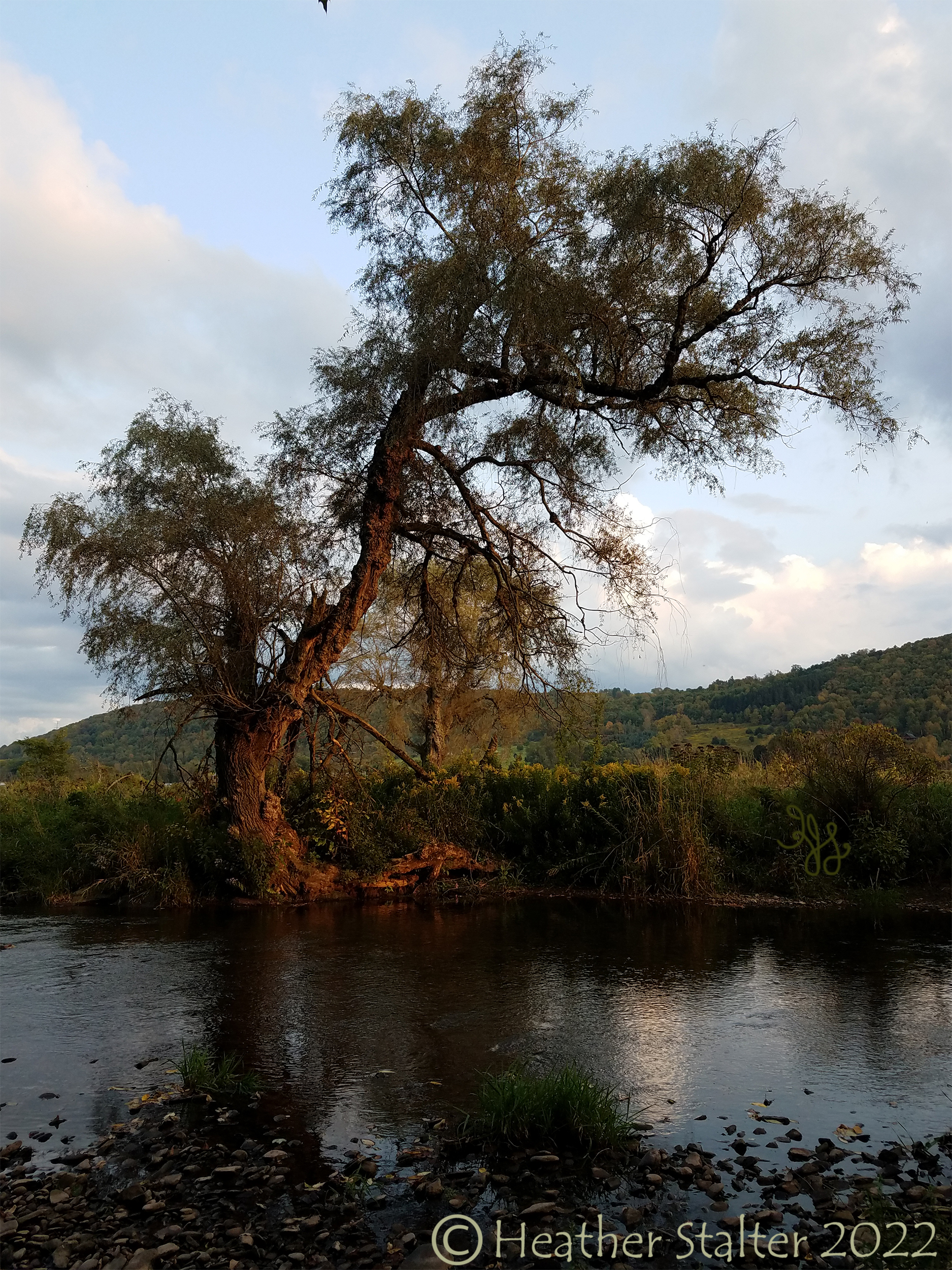 willow tree and stream
