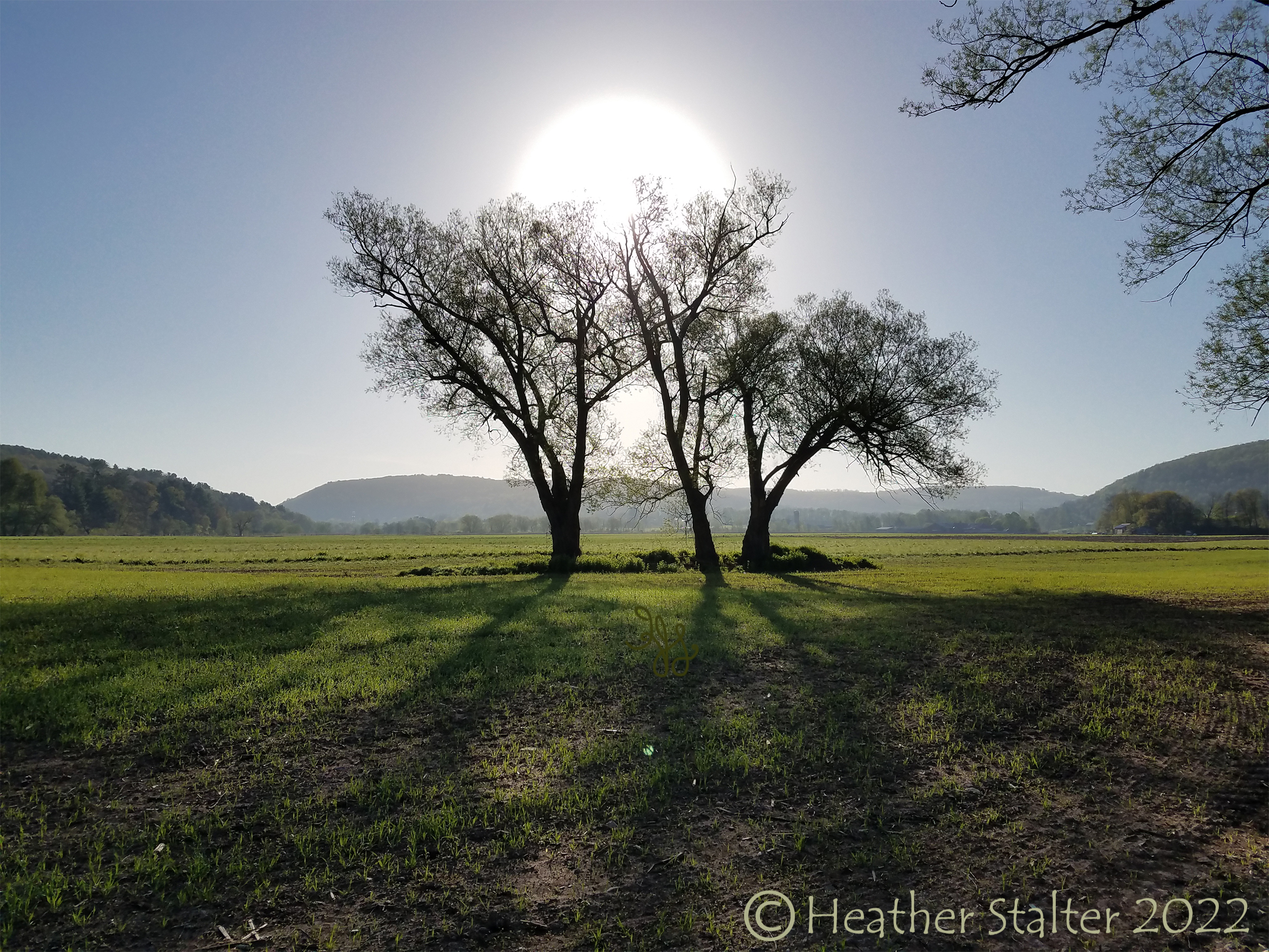 willow trees in a field with the sun and blue sky