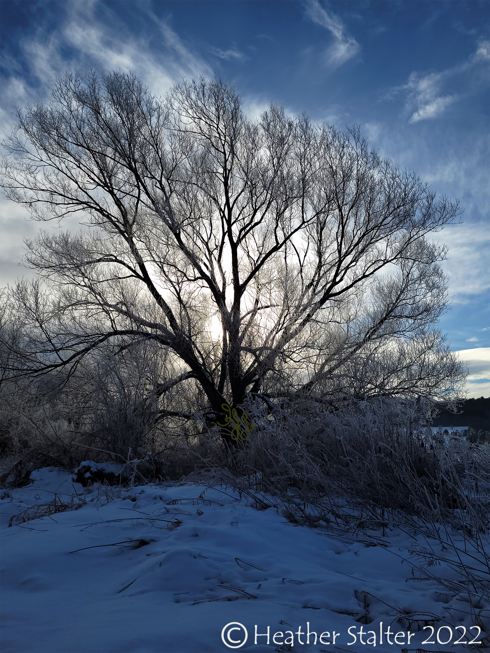 willow tree in winter
