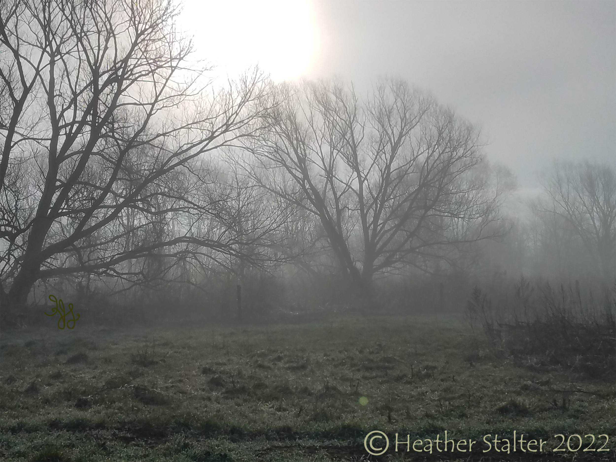 willow trees in fog