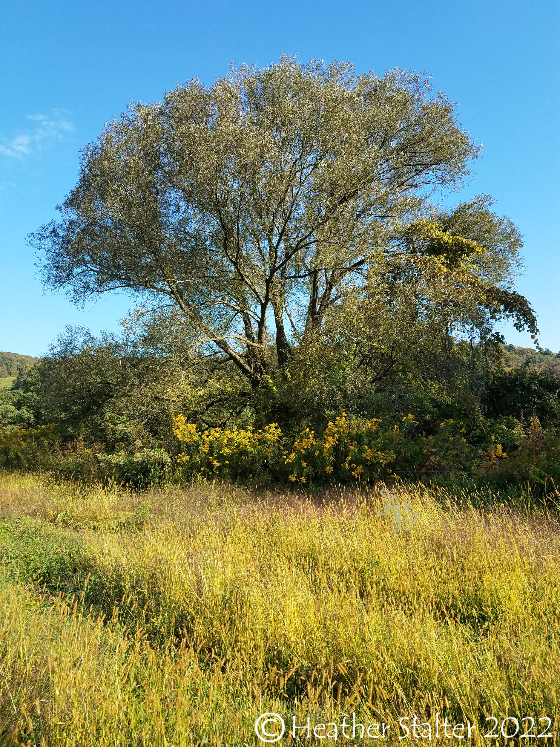 willow tree with blue sky in a golden field