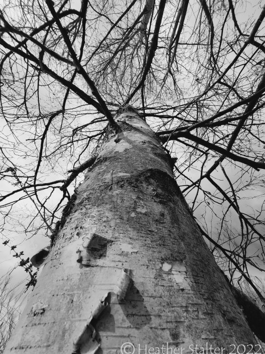 looking up a birch tree with tiny branches